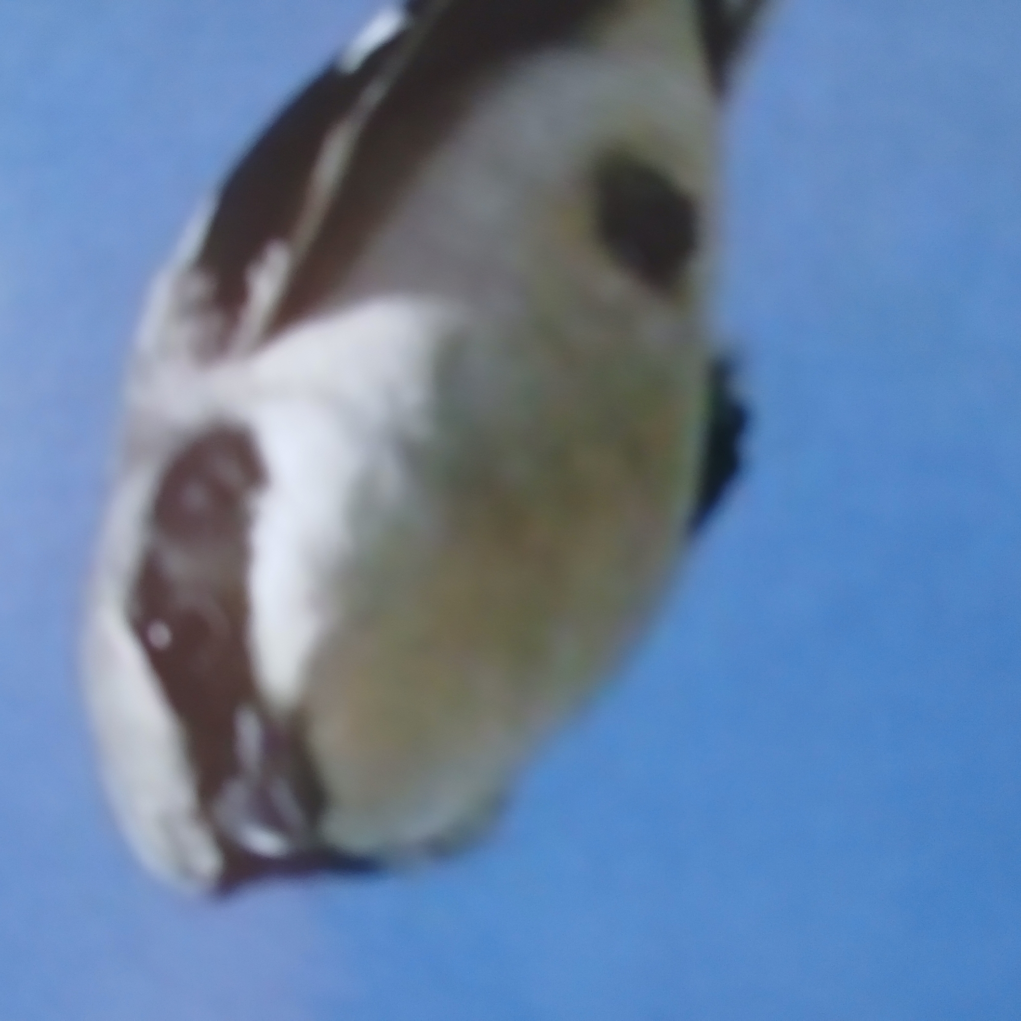 The image shows a close-up, blurry view of a bird against a clear blue sky. The bird appears to be predominantly gray and white with some black markings. Its head is the most detailed part of the image, showing a dark eye and beak area. The background is a uniform, bright blue, suggesting an outdoor, open environment, likely during daylight hours. There are no discernible elements indicating a specific location within the city of Samarskiy, Russia, such as buildings, landmarks, or other urban features. The low resolution and focus on the bird obscure any contextual details that could pinpoint its geographic origin.