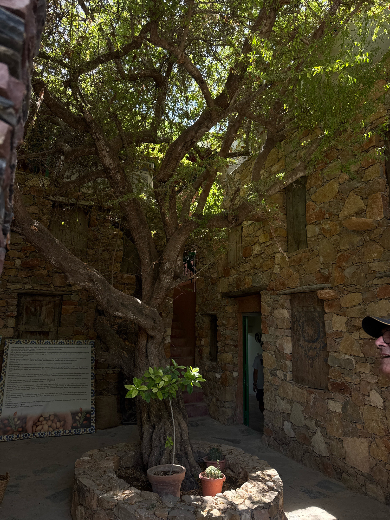 In the city of Aourir, Morocco, a traditional stone building stands, partially shaded by a mature tree. The tree's gnarled branches spread wide, their leaves dappled with sunlight, creating a natural canopy over a central courtyard. The building's walls are constructed from rough, irregular stones, with wooden shutters on some of the windows. A sign with text and images stands to the left of the tree, providing information about argan oil. In front of the building, the ground is paved, and a few potted plants, including a small cactus, add greenery to the scene. A person wearing a black hat is visible on the right side of the image, looking towards the building. Further inside the building, a doorway reveals a person standing. The scene appears to be a historical or cultural site, possibly a museum or a traditional argan oil cooperative.