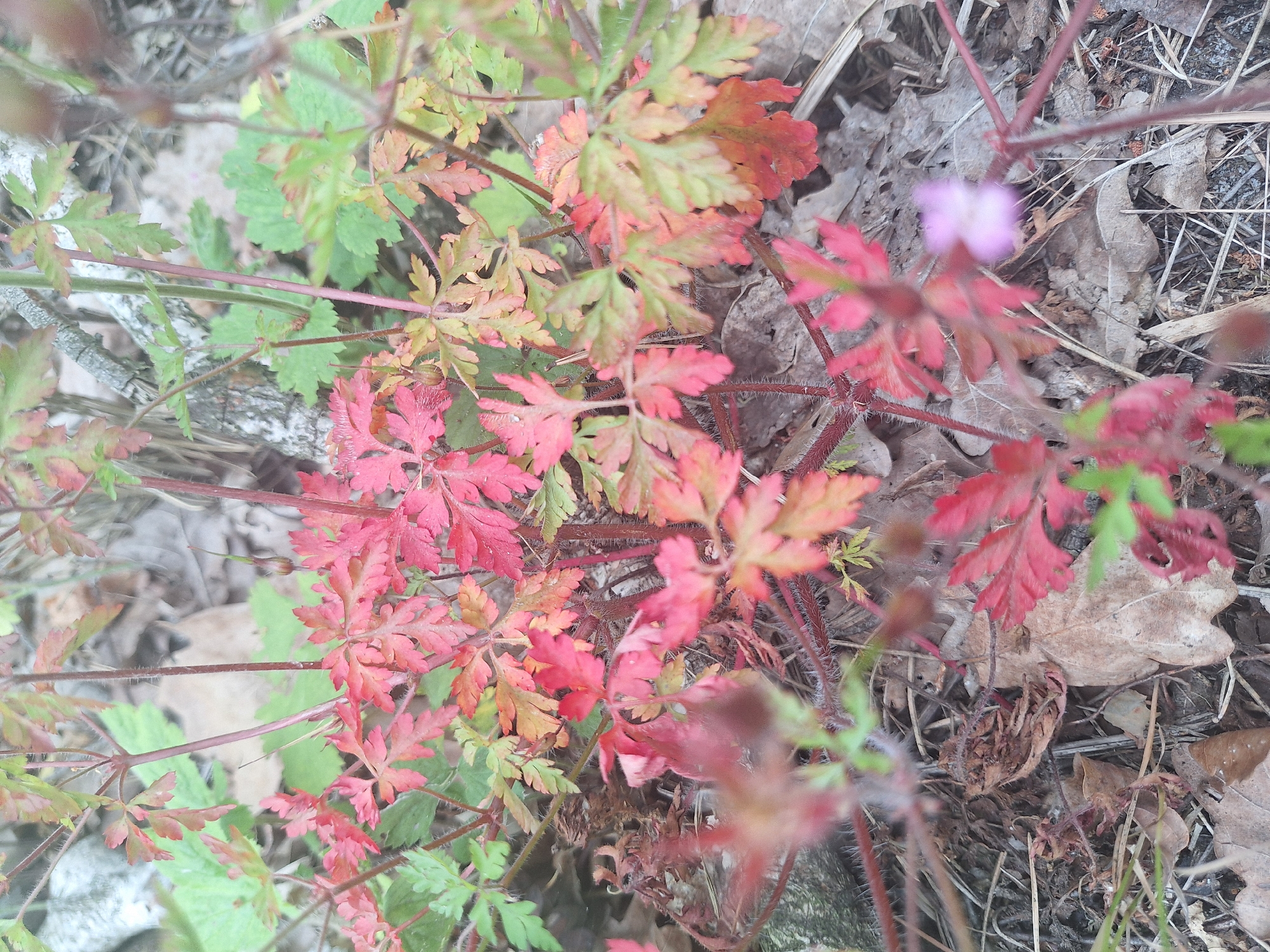 The image depicts a close-up view of a cluster of plants with vibrant red and green leaves, situated on the ground amongst fallen leaves and twigs. The plants appear to be wild or growing in a natural setting, possibly a park or forest floor. There is a blurred, small, light purple flower visible in the lower right portion of the image. The lighting suggests it is daytime. The scene is located in Mińsk Mazowiecki, Poland.