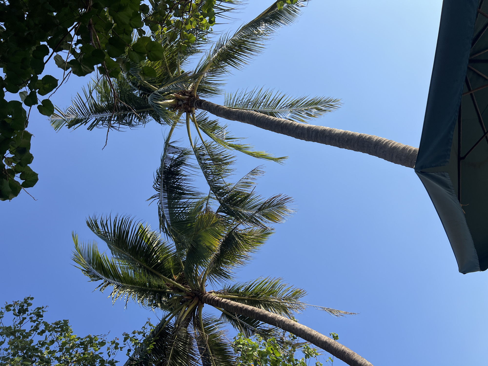 In Kuta, Indonesia, the image captures a bright, clear blue sky with the tops of two palm trees reaching upwards, their fronds fanned out. The trees are set against the backdrop of the sky, with some green foliage from other trees visible at the top left and top right edges of the frame. In the lower portion of the image, a dark green umbrella, likely from a beach or patio setting, is partially visible, its fabric taut and supported by visible ribs underneath. The perspective is from below, looking up at the natural elements and the man-made object.
