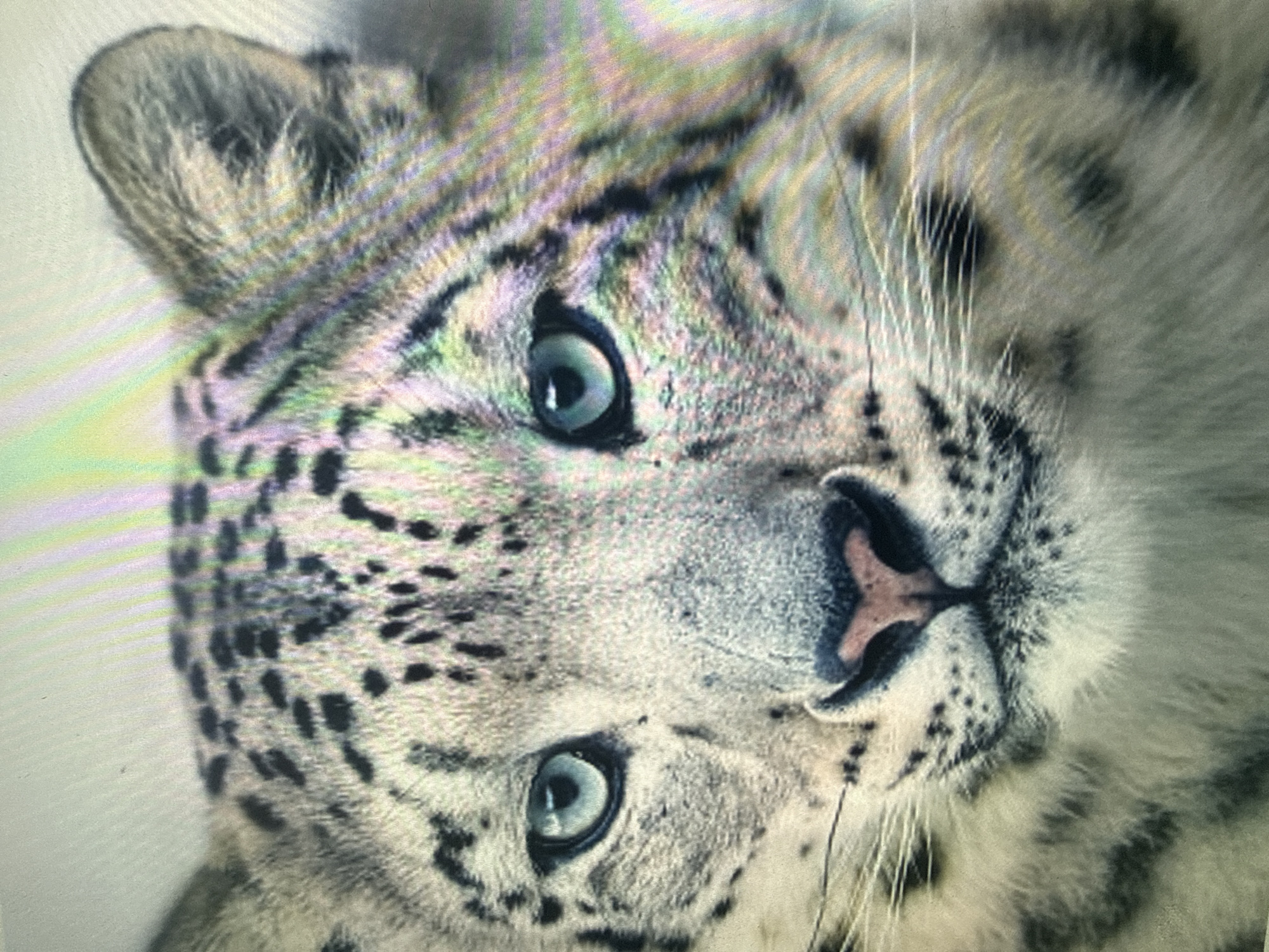 The image is a close-up portrait of a snow leopard. The snow leopard has striking blue eyes, a pink nose, and characteristic black spots on its pale gray fur. Its fur appears thick and soft, typical of animals adapted to cold climates. The background is out of focus, showing a soft, neutral tone. There is no indication of the city of Dykivka, Ukraine, or any urban environment in this image. The image is a photographic depiction of the animal itself.