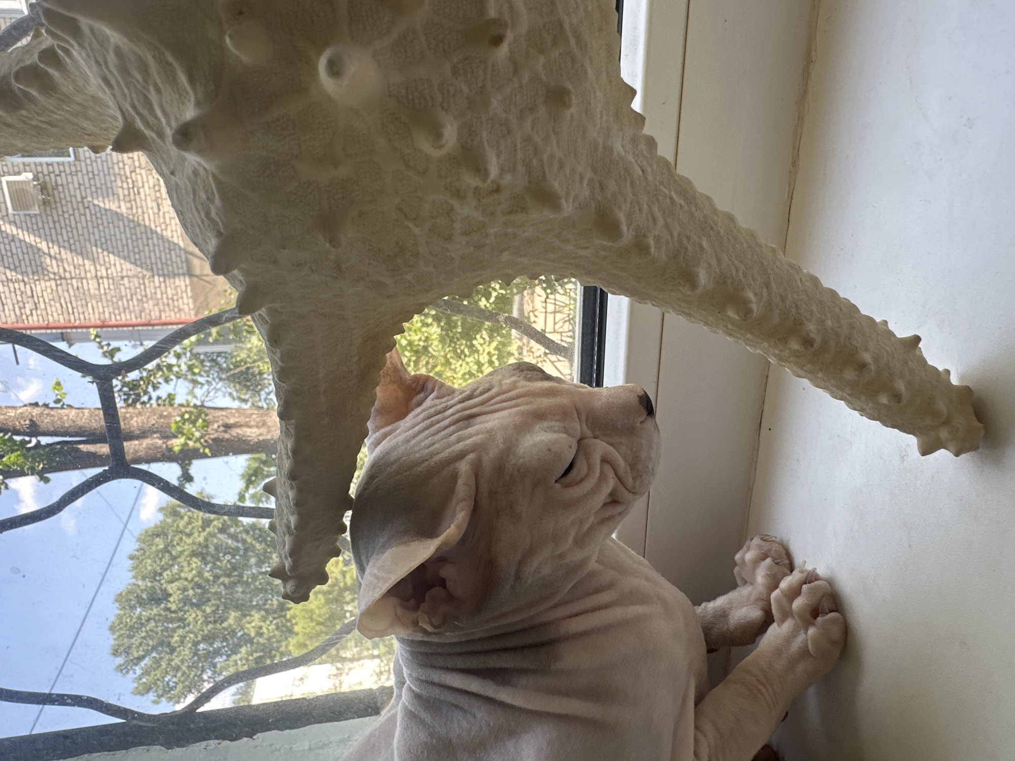 A hairless cat, likely a Sphynx breed, is perched on a windowsill. The cat is light pink with visible wrinkles and folds on its skin. Its eyes are partially closed, and it appears to be looking downwards at something on the windowsill. In front of the cat is a large, rough-textured, pale object that resembles a piece of coral or a decorative sculpture. The windowsill is white and clean. Behind the cat, through a window with metal bars, is a view of trees, a brick building with an air conditioning unit, and a clear blue sky. The overall lighting suggests it is daytime. The scene is likely indoors, with the window providing a view of an urban environment, consistent with a residential area in Togliatti, Russia.