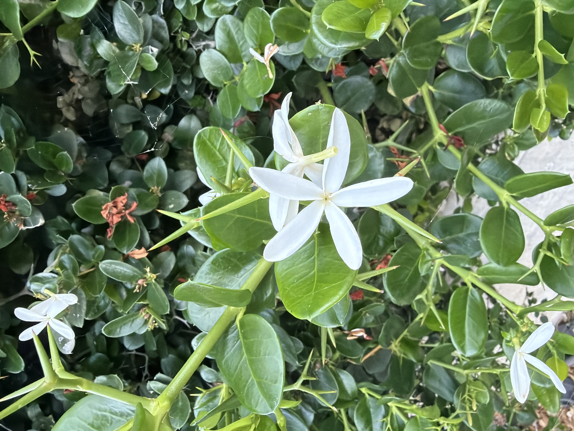 This is a close-up, vertical shot of a flowering plant with spiky stems and green leaves, possibly taken in the outdoor environment of Tremithousa, Cyprus. The plant features several delicate white flowers with five petals each, some in full bloom and others partially open. The background consists of more of the plant's foliage, creating a dense green texture. There are also hints of reddish-brown, dried plant matter interspersed among the green leaves. The lighting suggests it could be daytime, with some natural light illuminating the scene. No people are visible in the image.