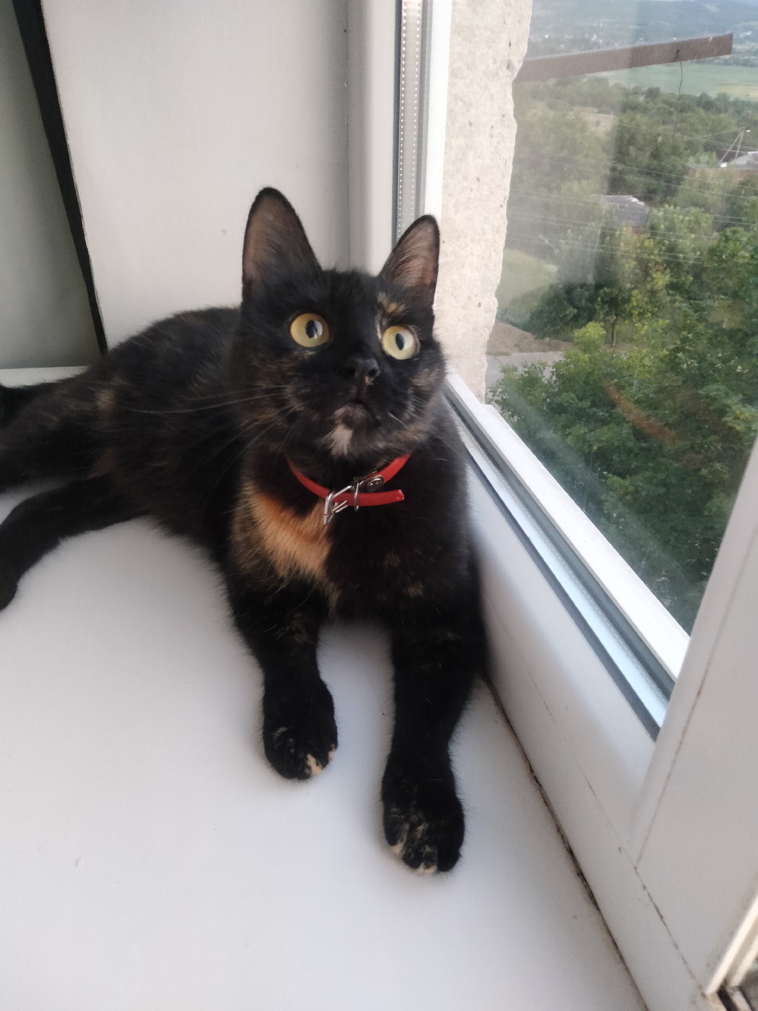 A tortoiseshell cat with yellow eyes and a red collar is lying on a white windowsill. The cat is looking up and to the left with a slightly open mouth. Behind the cat, through a window, a rural landscape with trees and fields is visible. The scene is indoors, near a window, suggesting an urban or suburban setting.
