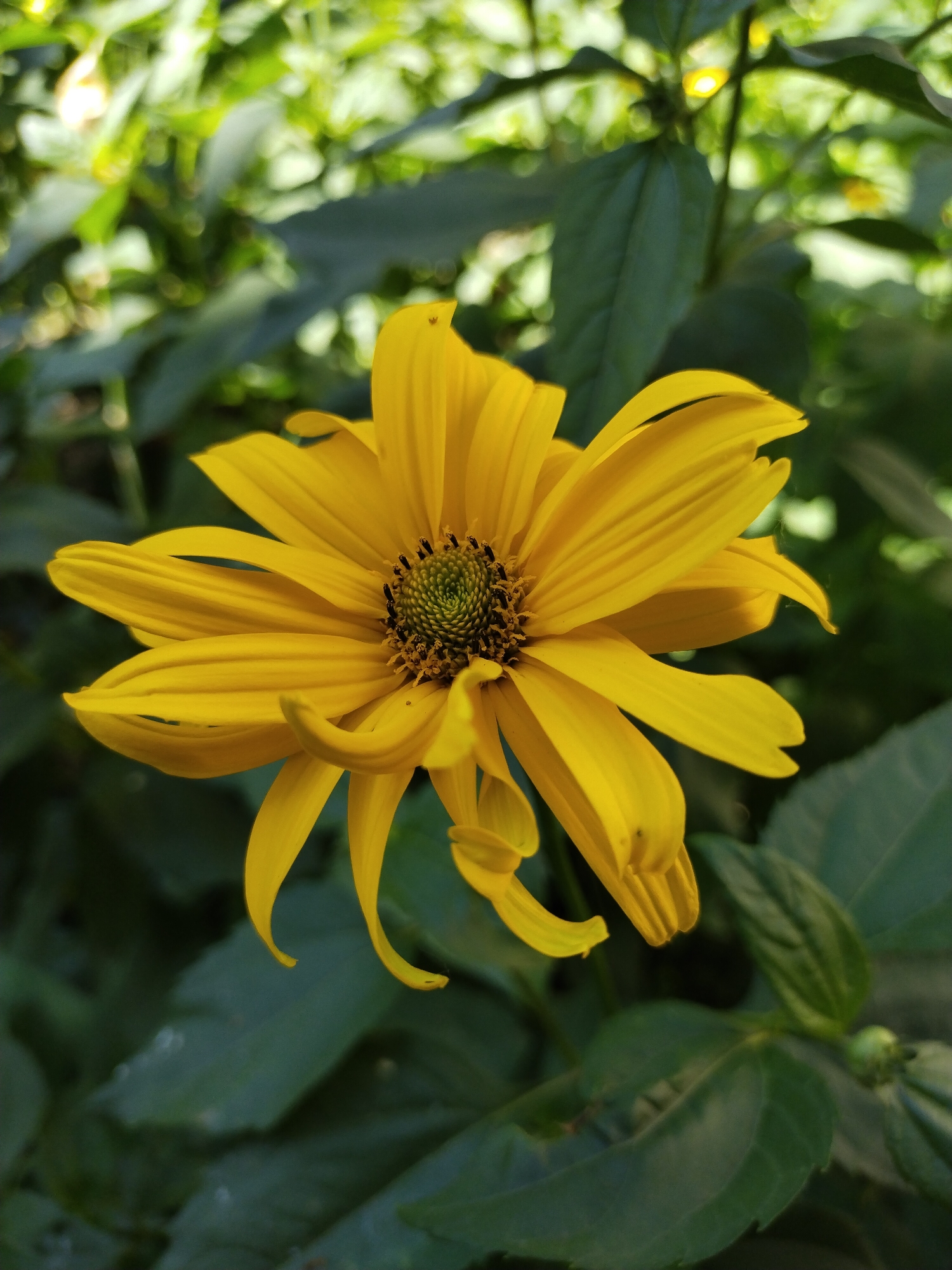 A close-up, eye-level, outdoor shot features a bright yellow flower with delicate, elongated petals, some of which curl downwards. The flower's center is a complex spiral of green and brown, dotted with small black stamen. The background is a blur of deep green foliage and soft, out-of-focus sunlight, suggesting a garden or natural setting. The image was taken in the city of Horishni Plavni, Ukraine.