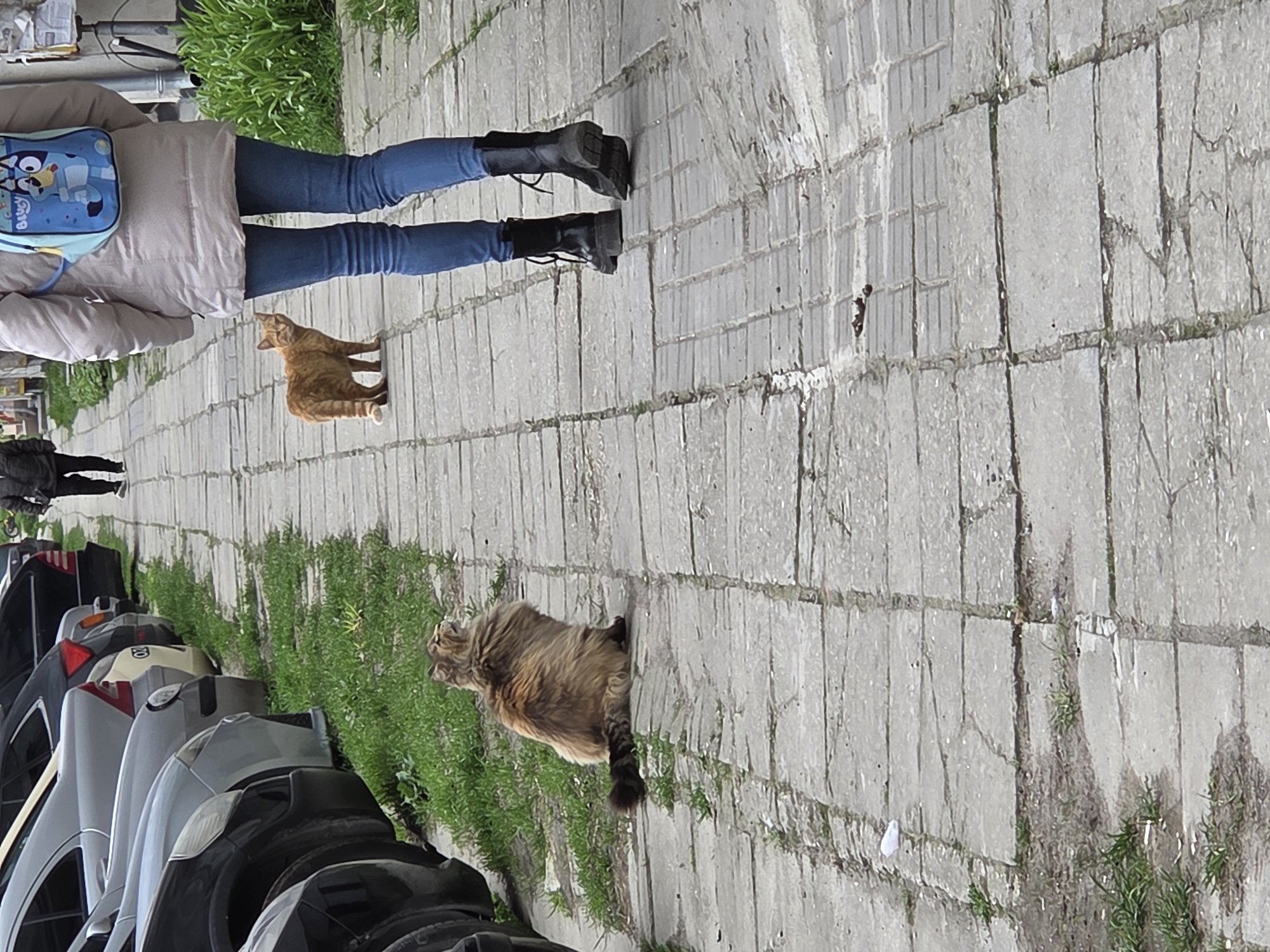 The photograph depicts a street scene in Varna, Bulgaria. Two cats are visible; one ginger tabby is mid-stride, and a long-haired brown tabby is resting near a line of parked cars. A person wearing a light-colored jacket, jeans, and black boots walks past the ginger cat. The person is carrying a blue backpack with a cartoon design. The scene takes place on a paved walkway with patches of grass growing between the paving stones. Parked cars are adjacent to the walkway.