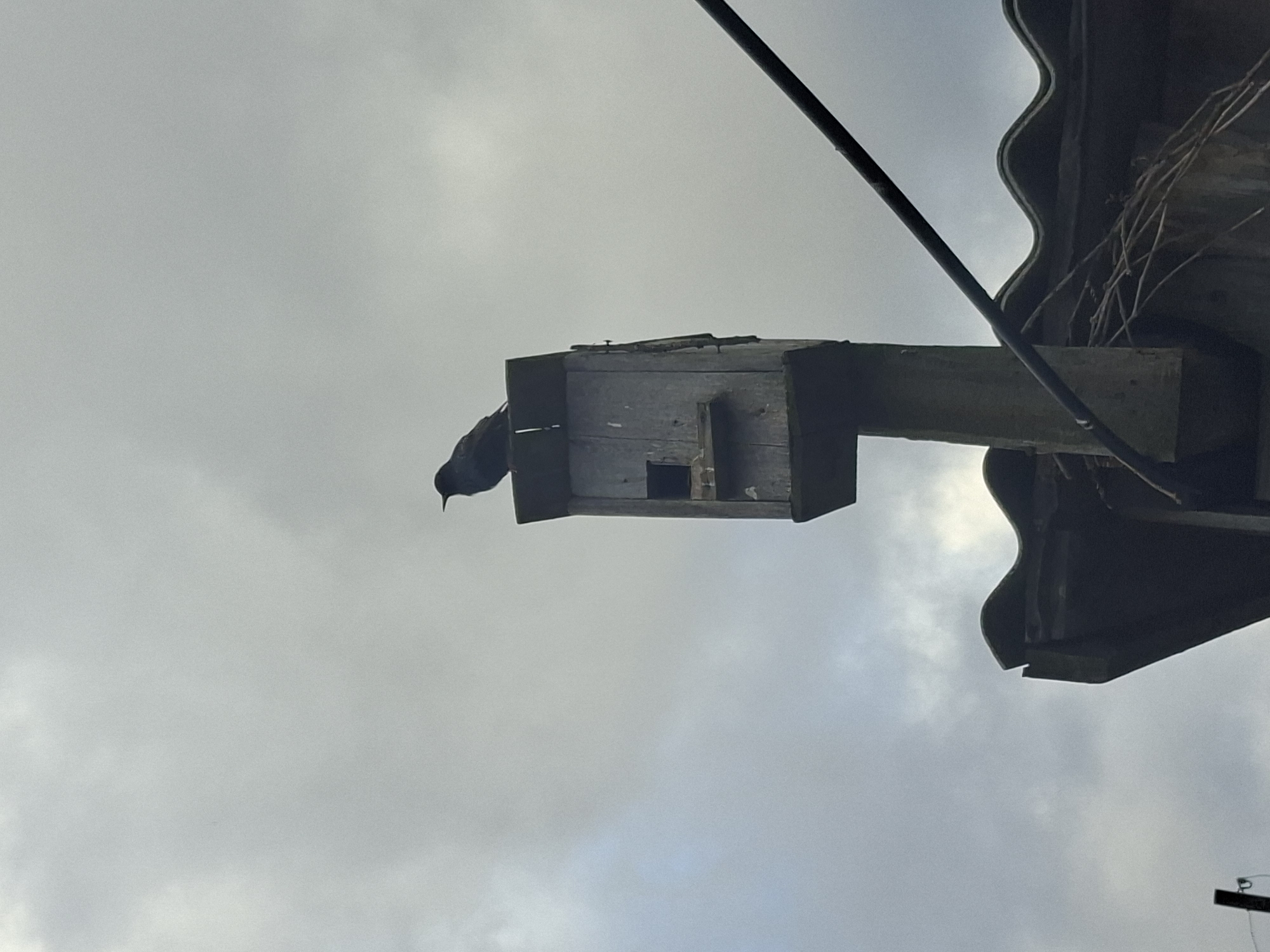 An outdoor, low-angle shot, appearing to be rotated counter-clockwise, captures a dark-colored bird perched on a wooden birdhouse against an overcast sky. The bird, positioned on the left side of the birdhouse, appears to be a starling or similar species, with dark plumage and a visible beak, looking slightly downwards. The birdhouse is a simple, rustic wooden structure with a square entrance hole visible on its front face.
To the right and above the birdhouse, the wavy edge of what appears to be a corrugated roof or awning extends into the frame. Beneath this roof edge, some tangled material, possibly old nesting debris or natural vines, is visible. A dark, thin cable or wire runs diagonally across the upper right portion of the image. The sky is predominantly gray and cloudy, suggesting an overcast daytime scene with no direct sunlight. The overall setting appears to be an outdoor environment, possibly near a building or shed. No human subjects or visible text are present.