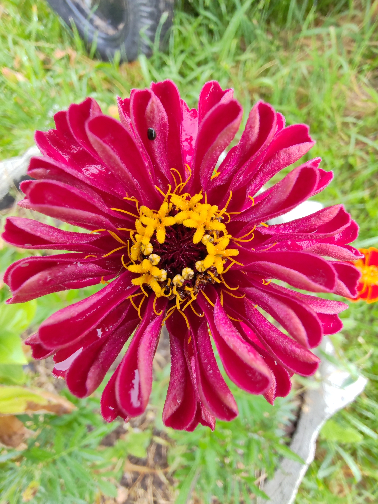 A high-angle, close-up, full shot shows a bright pink zinnia flower with yellow stamens. The flower is in focus, with its petals fanned outwards. A small black insect is visible on one of the petals. The background is blurred green grass and foliage, with a dark tire and a portion of a white object in the upper left corner. In the background to the right, a portion of an orange flower is visible. The image appears to have been taken outdoors in a garden or park setting in the city of Chukhlom, Russia, likely during daylight hours. There are water droplets on the petals of the zinnia, suggesting it may have rained recently.