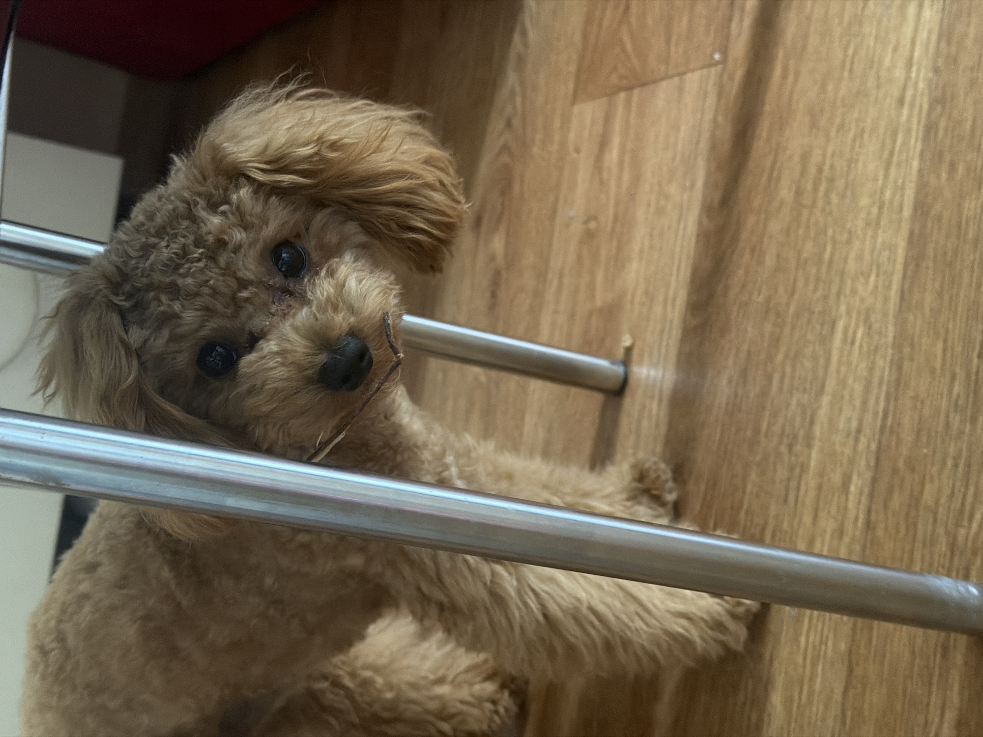 A small, tan poodle dog is looking into the camera from behind the legs of a metal chair in an indoor setting. The dog has dark eyes and is chewing on a small stick. The floor is made of light brown wood planks. The background is blurred and shows a wall and a hint of red furniture. There is no indication of the specific location within the city of Kyiv, Ukraine.
