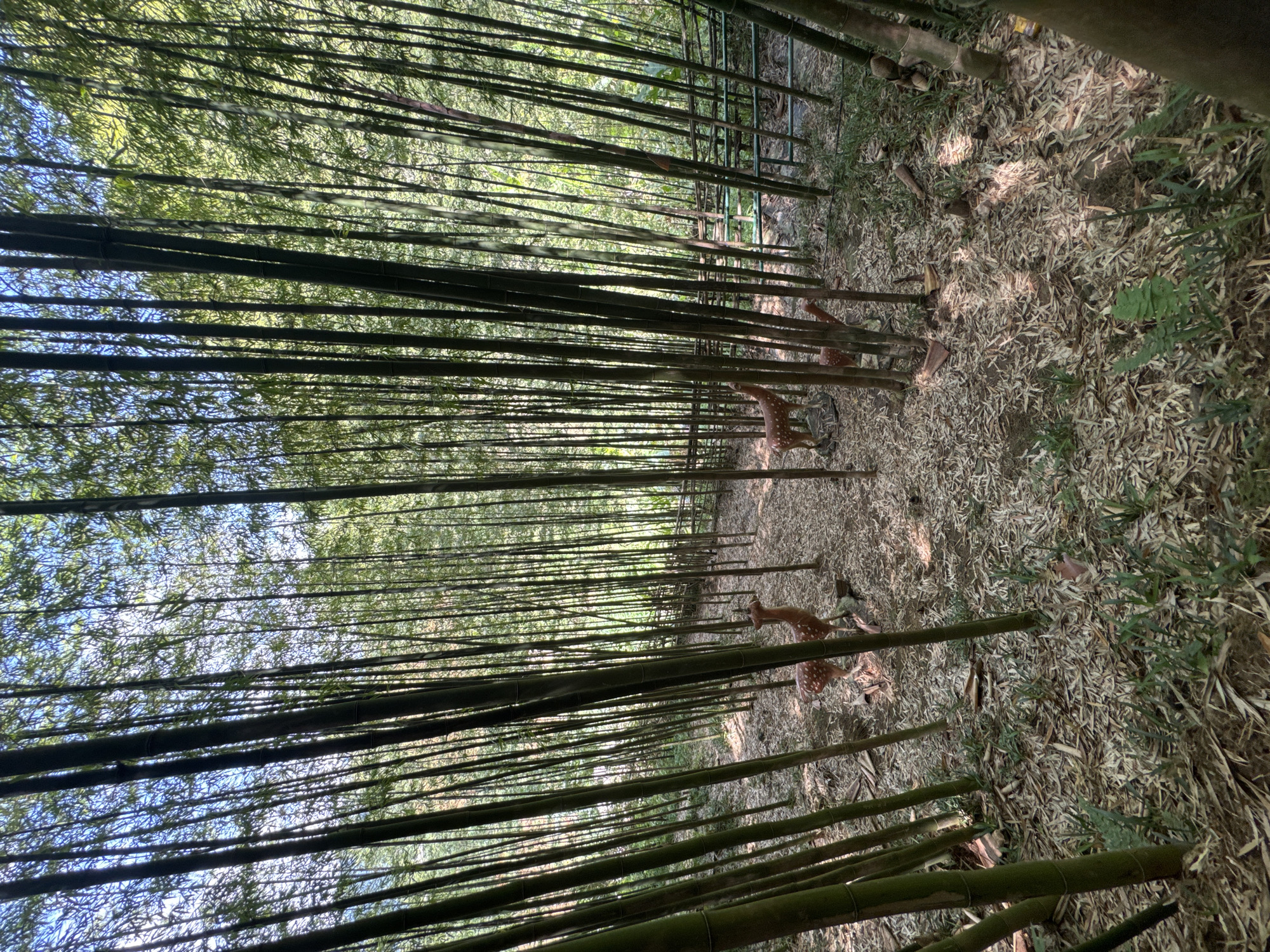 The image depicts a bamboo forest in Ngã Ba Kim, Vietnam. The ground is covered with dry leaves and debris. Several deer with white spots are visible among the bamboo stalks. The bamboo grows densely, creating vertical lines in the image. Sunlight filters through the upper canopy. A fence or gate structure is partially visible in the background.