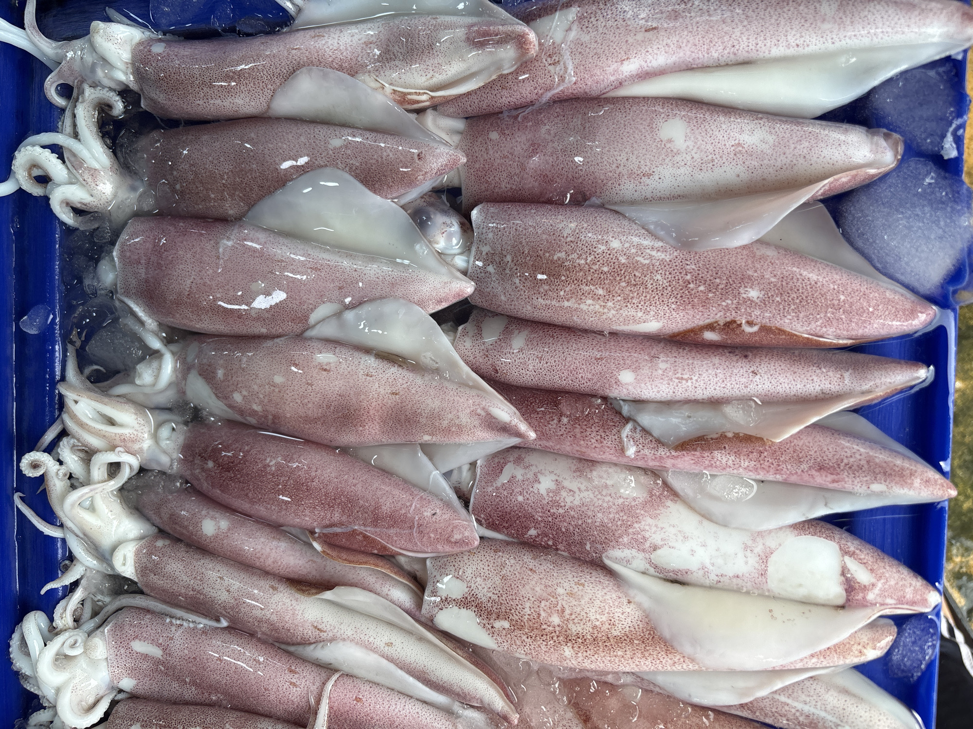 The image shows a close-up, top-down view of fresh squid arranged in a blue plastic container. The squid are pinkish-purple with white fins and tentacles. They appear to be on ice. The location is implied to be Baan Plai Laem, Thailand.