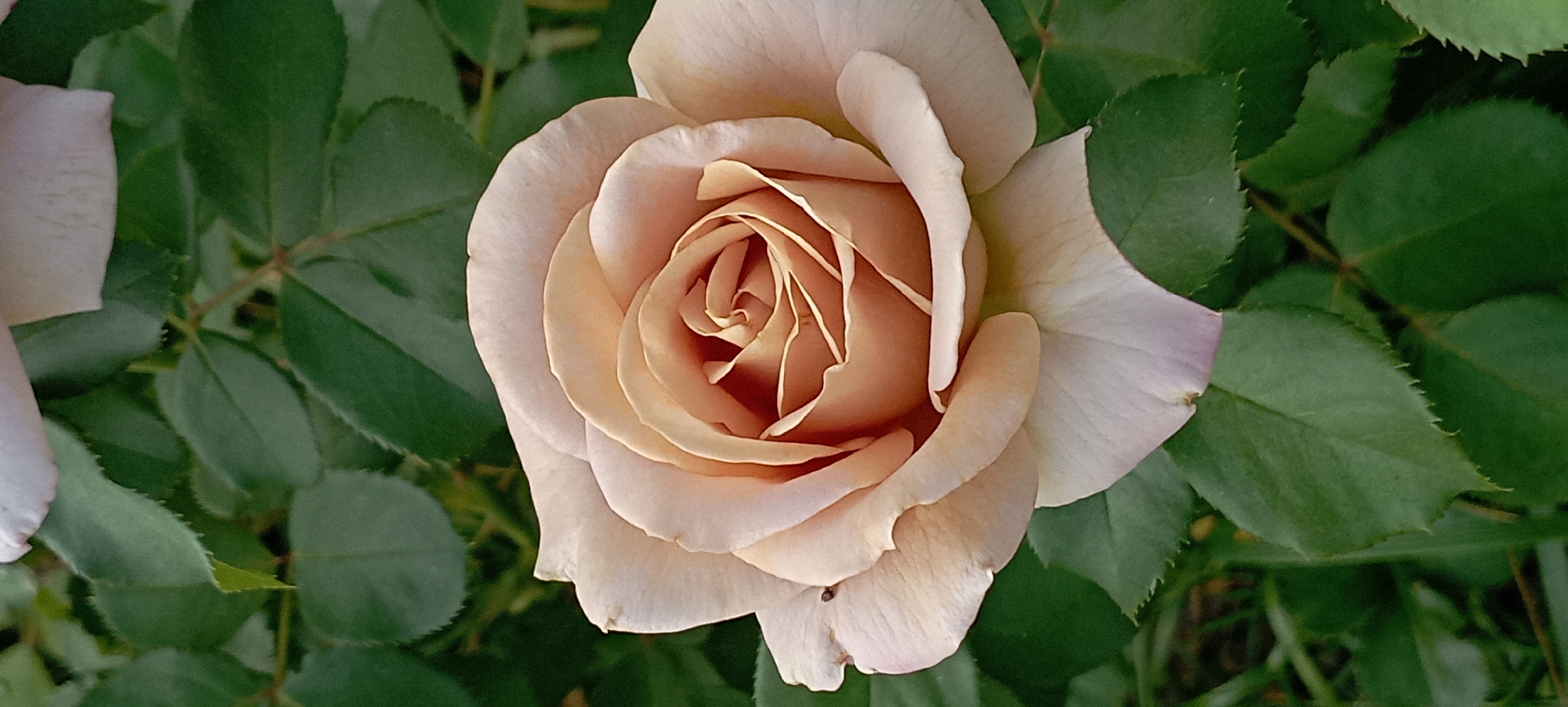 A close-up, vertical, eye-level shot features a light peach-colored rose bloom. The rose is in full bloom with tightly spiraled petals in the center, gradually unfurling outwards. The outer petals have a softer, almost translucent quality. The background is composed of lush, dark green rose leaves, creating a natural and slightly blurred backdrop. There is a small, dark insect visible on the lower left petal of the rose. The scene appears to be outdoors in a garden setting. There is no indication of the specific location within Radisne, Ukraine.