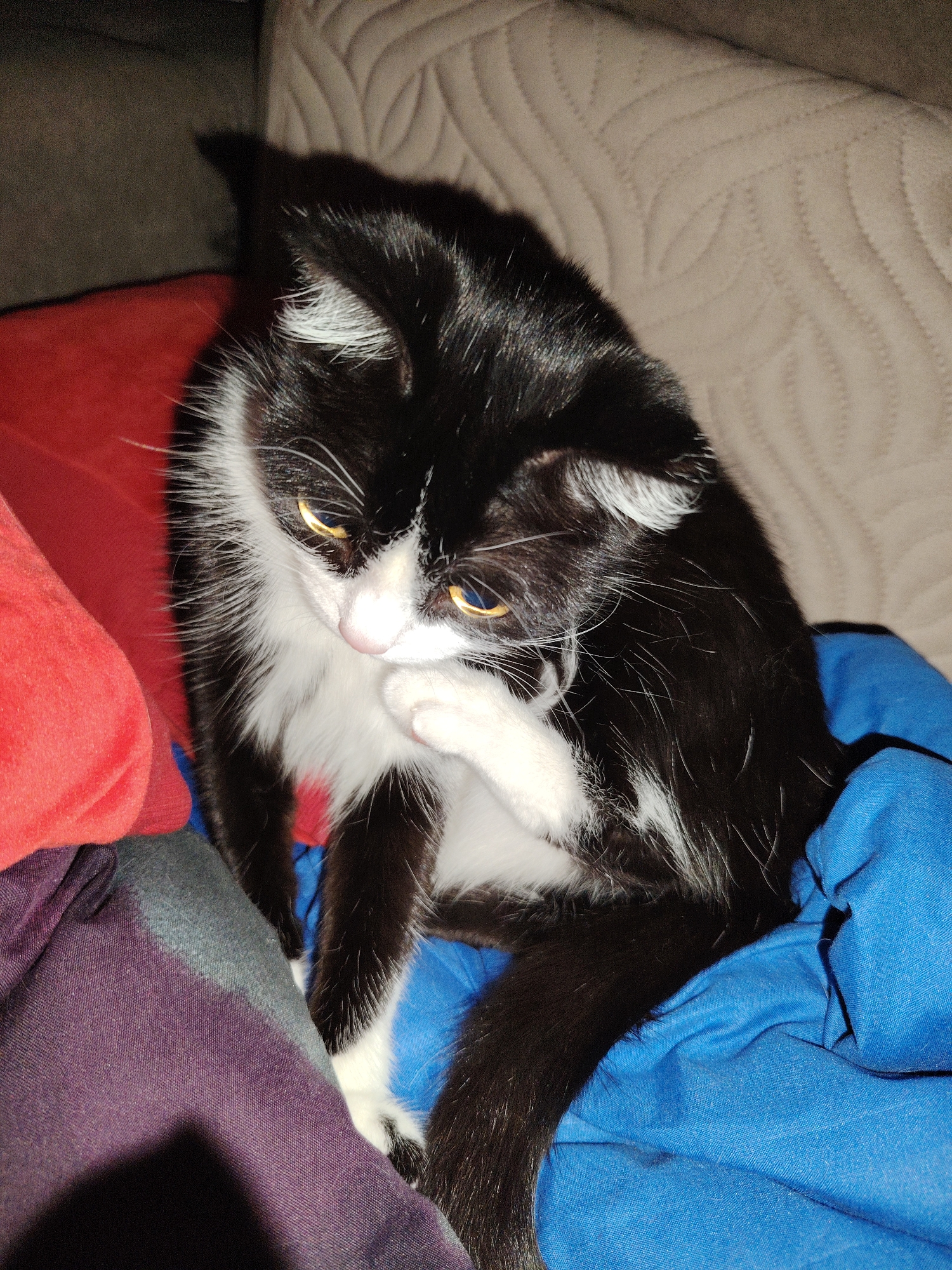 A black and white cat with yellow eyes is grooming its paw while sitting on a pile of colorful blankets. The cat's fur is mostly black with white markings on its chest, paws, and face. It is sitting on top of a red blanket, with a blue blanket underneath. In the background, a beige upholstered couch is visible. The lighting is dim, creating shadows on the scene.