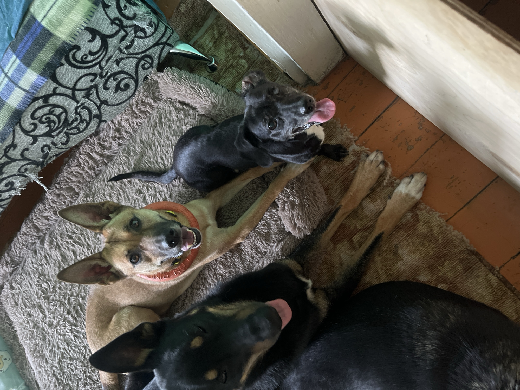 In Nizhny Tagil, Russia, three dogs are lying on a textured rug in a room. The dog on the left is black with tan markings and has its tongue sticking out. The dog in the middle is tan with upright ears and a red collar. The dog on the right is small, black and white, and also has its tongue sticking out. A blanket with a blue and green plaid pattern and a black ornate design is partially visible in the upper right corner. The floor appears to be made of wooden planks.