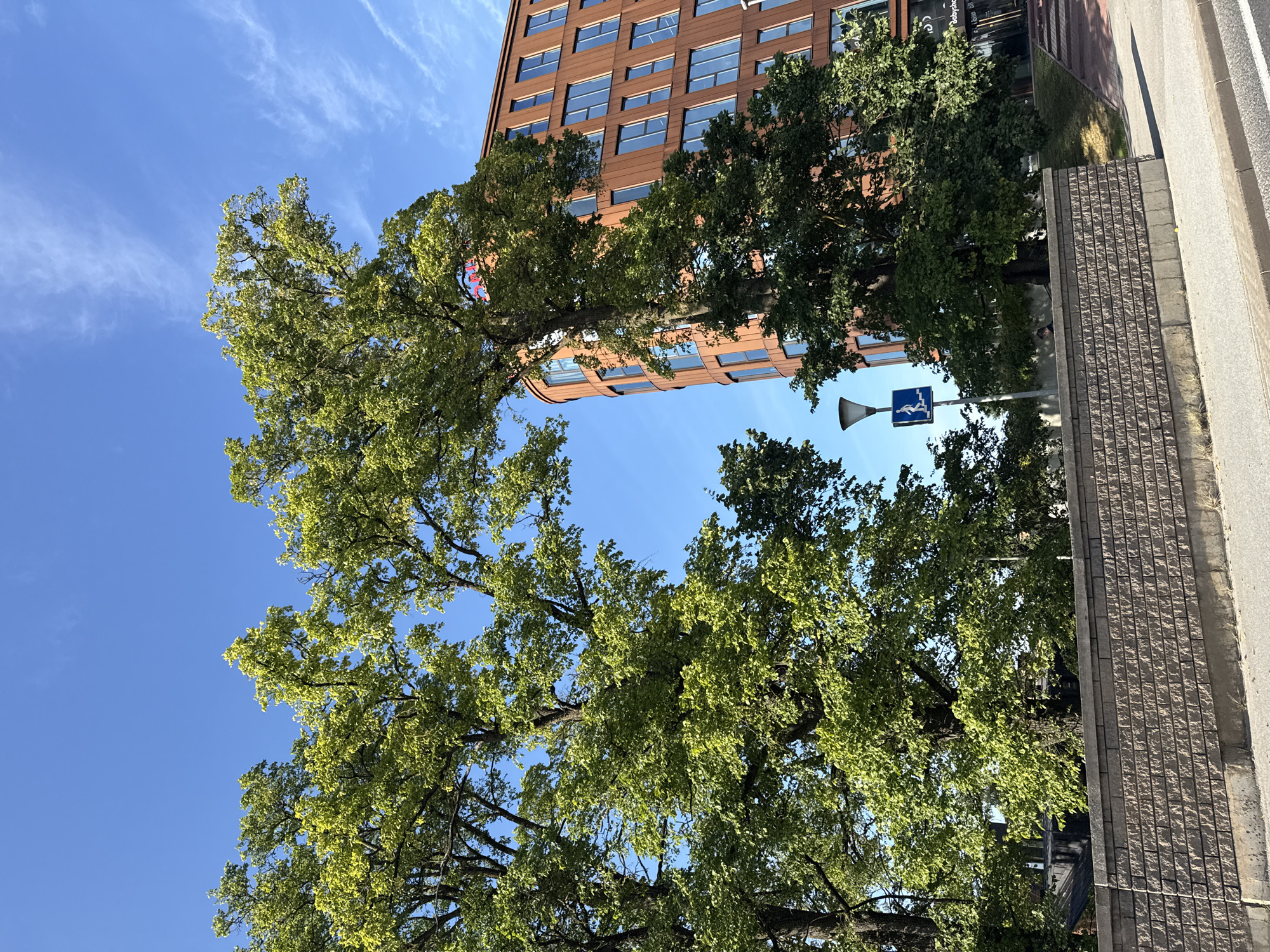 An outdoor, eye-level, daytime, vertical shot captures a modern, multi-story building with a curved facade constructed of reddish-brown panels and numerous rectangular windows. The building is partially obscured by the lush green foliage of two large trees in the foreground. The trees are positioned on either side of the frame, their branches arching towards the center, creating a natural frame for the sky and the building. The sky is a clear, vibrant blue with a few wispy white clouds. In front of the building and between the trees, a grey, textured brick wall runs horizontally across the lower portion of the image. A black lamppost with a blue pedestrian crossing sign attached is visible behind the wall and to the left of the building. The ground in front of the wall is paved with concrete and appears to be a sidewalk or walkway, with a road visible at the bottom edge of the frame. The scene appears to be in an urban environment, likely a public space with greenery and contemporary architecture. The image was taken in Tallinn, Estonia.