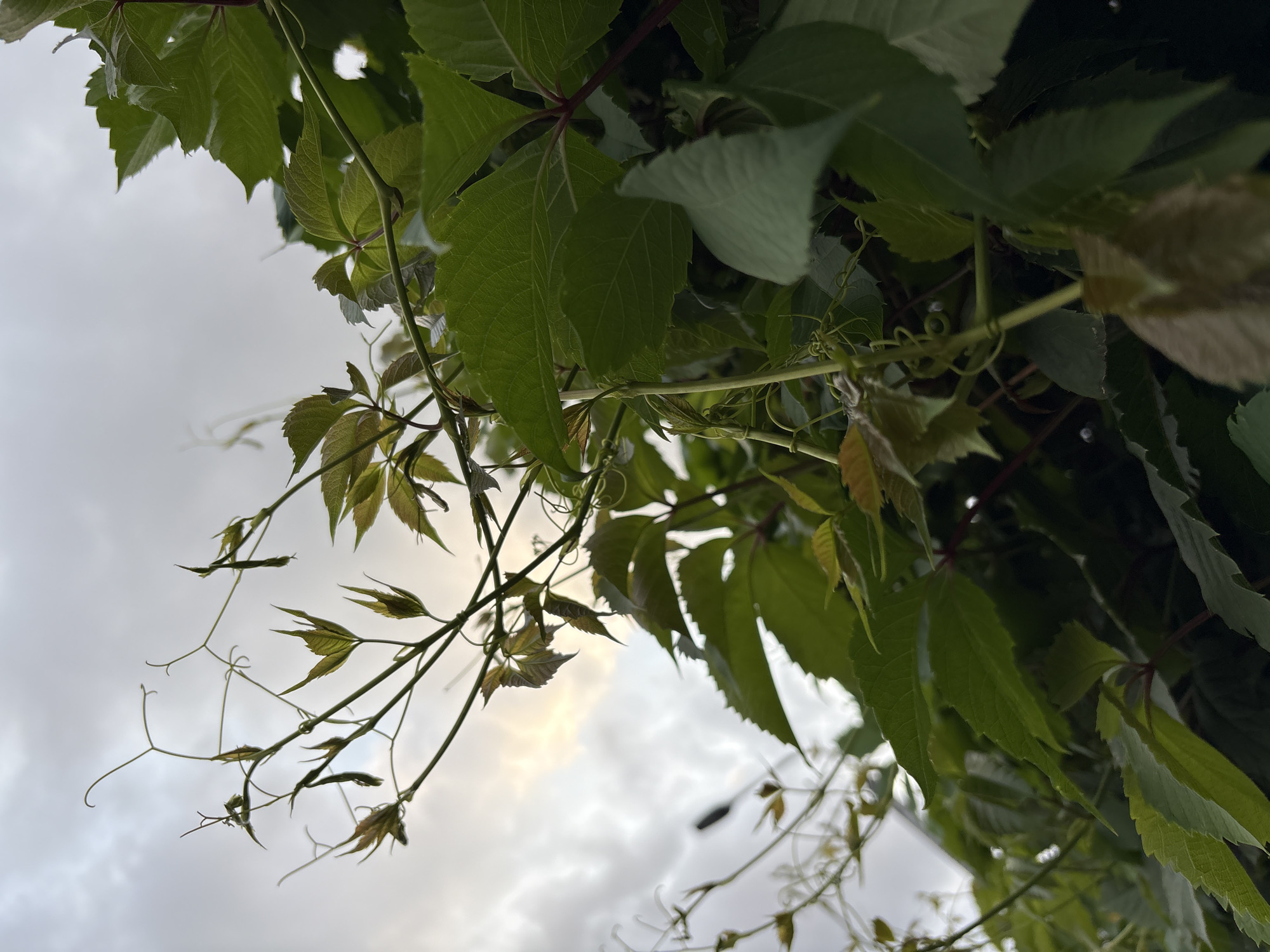 A low-angle, close-up shot captures a tangle of green vines against a cloudy sky in Moscow, Russia. The leaves are varied in shape, some serrated and pointed, others more rounded. The vines themselves are thin and wispy, with tendrils curling around each other. The sky above is a mix of grey clouds with patches of diffused sunlight breaking through, suggesting an overcast day. The overall impression is one of natural growth, perhaps in a park or overgrown garden area within the city. There are no people or specific structures visible.