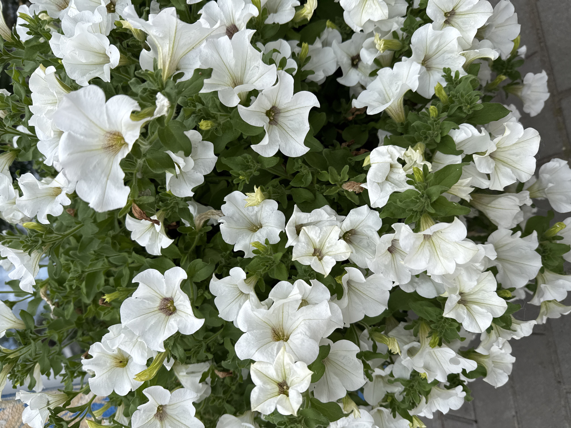 This is a close-up, top-down shot of a dense cluster of white petunias in full bloom. The flowers are the primary subject, filling the frame with their delicate, trumpet-shaped petals and light green foliage. Many of the blooms are open, revealing subtle veining and a hint of darker color in their centers. Some buds are visible, hinting at further growth. The lighting suggests it is daytime, likely outdoors, given the naturalistic colors and shadows. There are no people visible. The background is mostly out of focus, but hints of a gray, textured surface, possibly pavement or brickwork, can be seen along the right and bottom edges of the frame. The scene is peaceful and evokes a sense of natural beauty. There is no visible text. The location context is Hostomel, Ukraine.