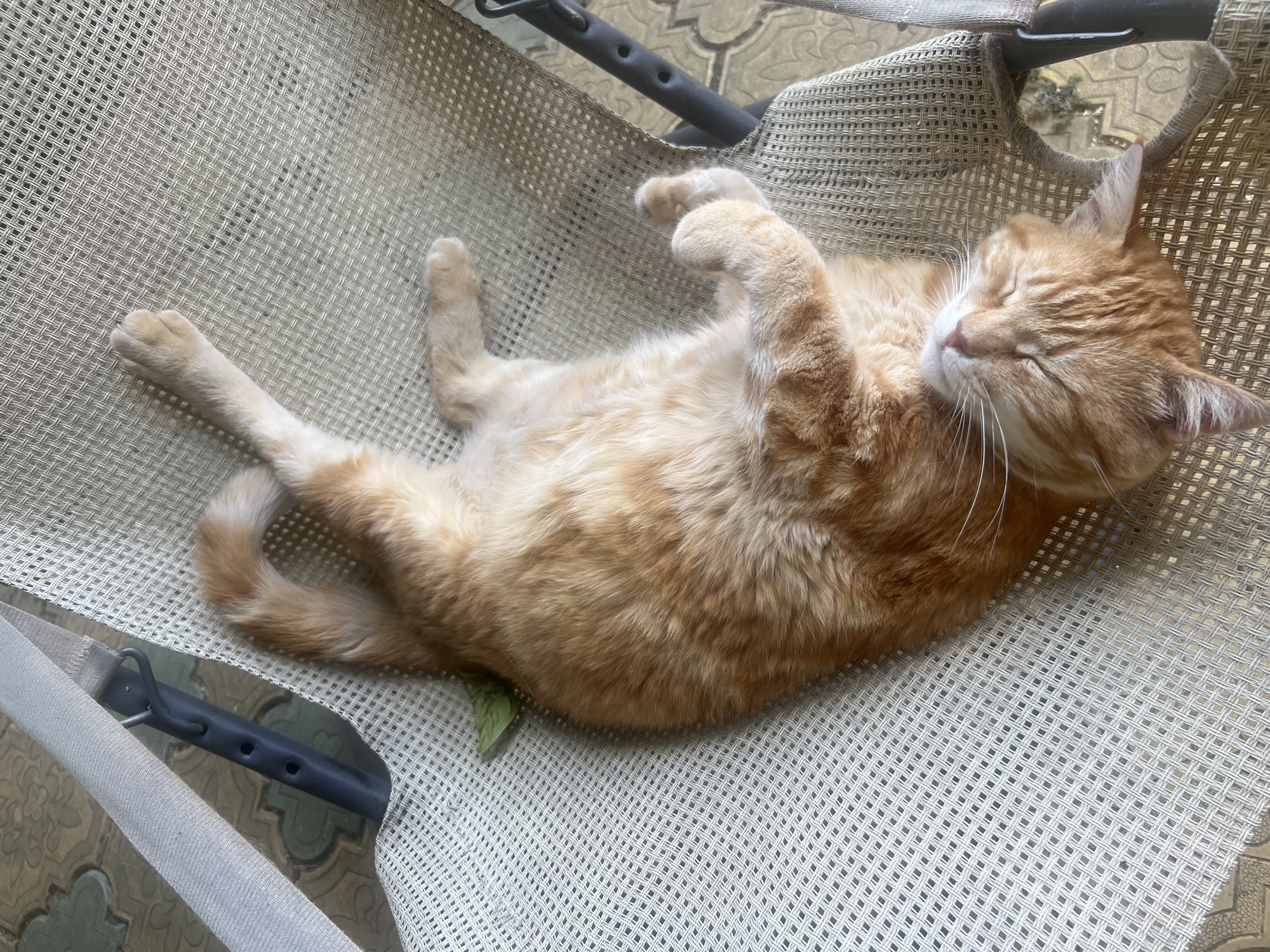 A ginger cat is sleeping on its back on a beige mesh chair. The cat's paws are extended upwards and it has a relaxed expression. A green leaf is tucked under the cat's fur near its back. The chair is outdoors, with a tiled surface visible beneath it. The scene appears to be in the city of Bender, Moldova.