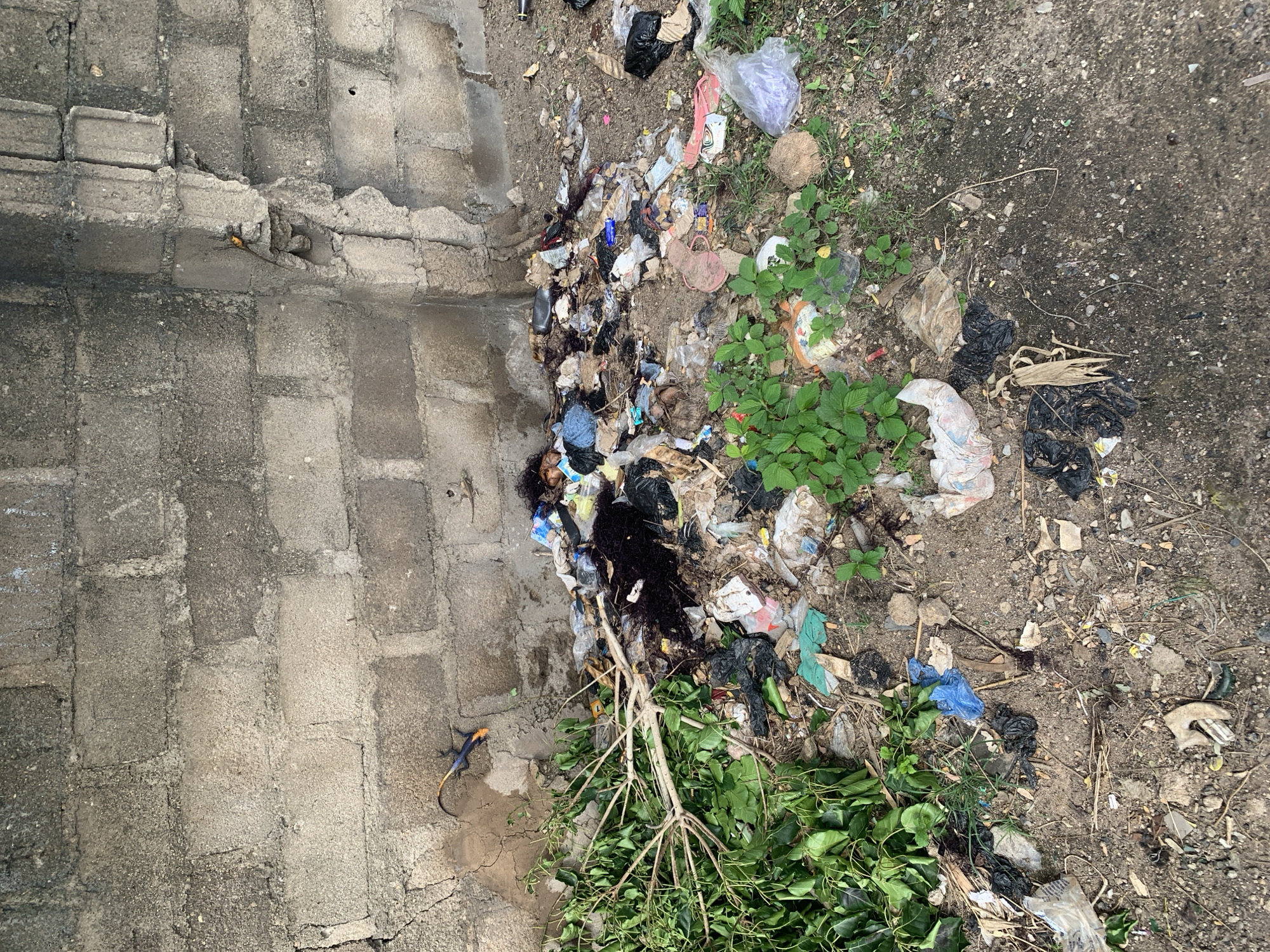 This is an overhead, eye-level shot of a patch of ground littered with garbage. To the left, a grey, brick-like paved area is visible, with one brick seemingly dislodged or broken. A small, orange and blue lizard is present on this paved area, and another lizard, primarily orange, is visible on the far left edge of the frame. The rest of the scene is a mix of dirt, rocks, and a significant amount of trash, including plastic bags, wrappers, and other debris. Green foliage, possibly weeds or low-lying plants, grows amongst the trash and on the dirt patches. A few dry branches are also scattered on the ground. The lighting suggests it could be daytime, but the specific time of day or weather conditions are not discernible. There is no visible text in the image.