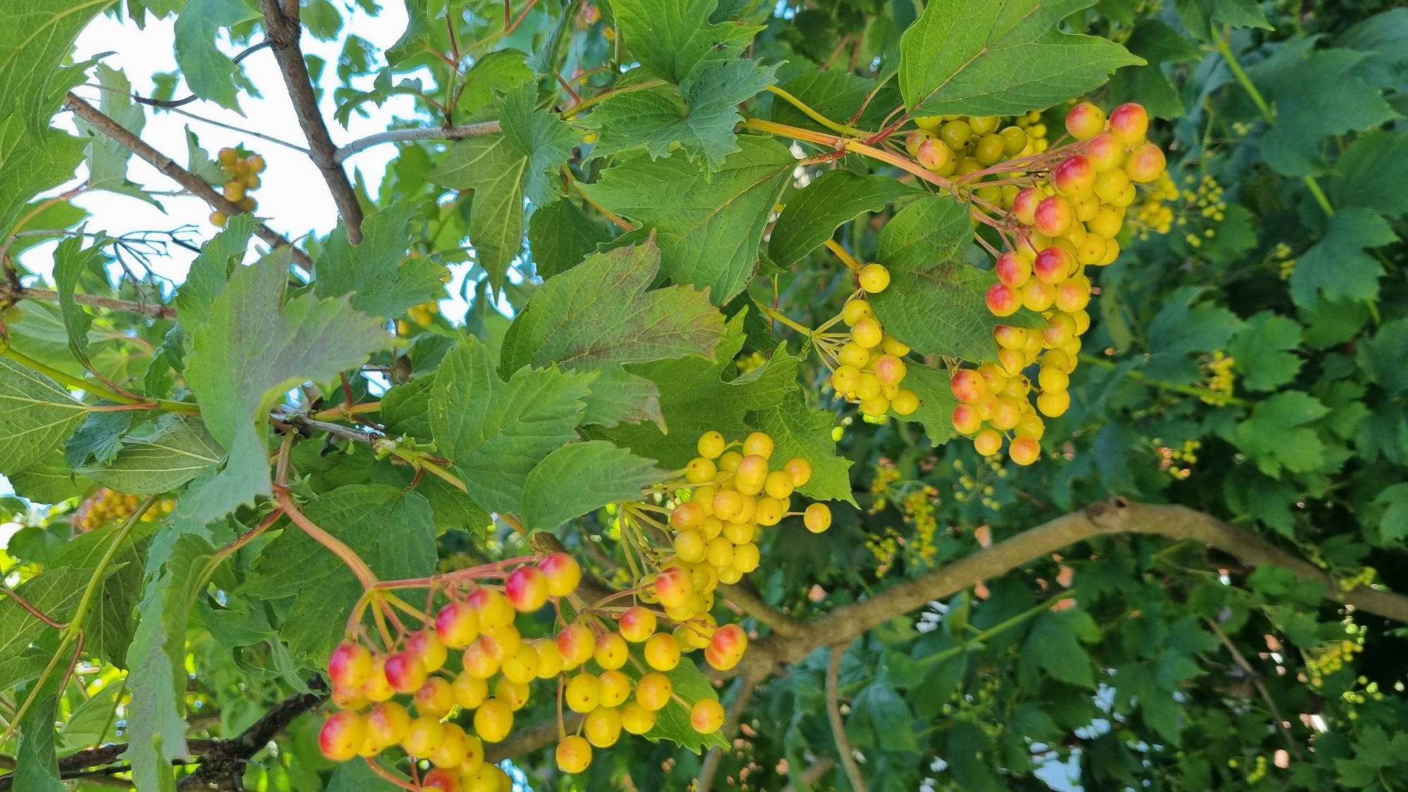 The image captures a close-up view of bright yellow and red berries clustered on branches of a bush, likely a Viburnum species, against a backdrop of lush green foliage. The berries are round and appear to be in various stages of ripeness, with some being fully yellow and others showing tinges of red. The leaves of the bush are broad and lobed. The lighting suggests an outdoor setting, possibly a garden or natural area, with the sky visible in some parts of the upper frame. No people or specific structures are visible. The scene is a natural, botanical subject. The location is specified as Верзилово, Russia.