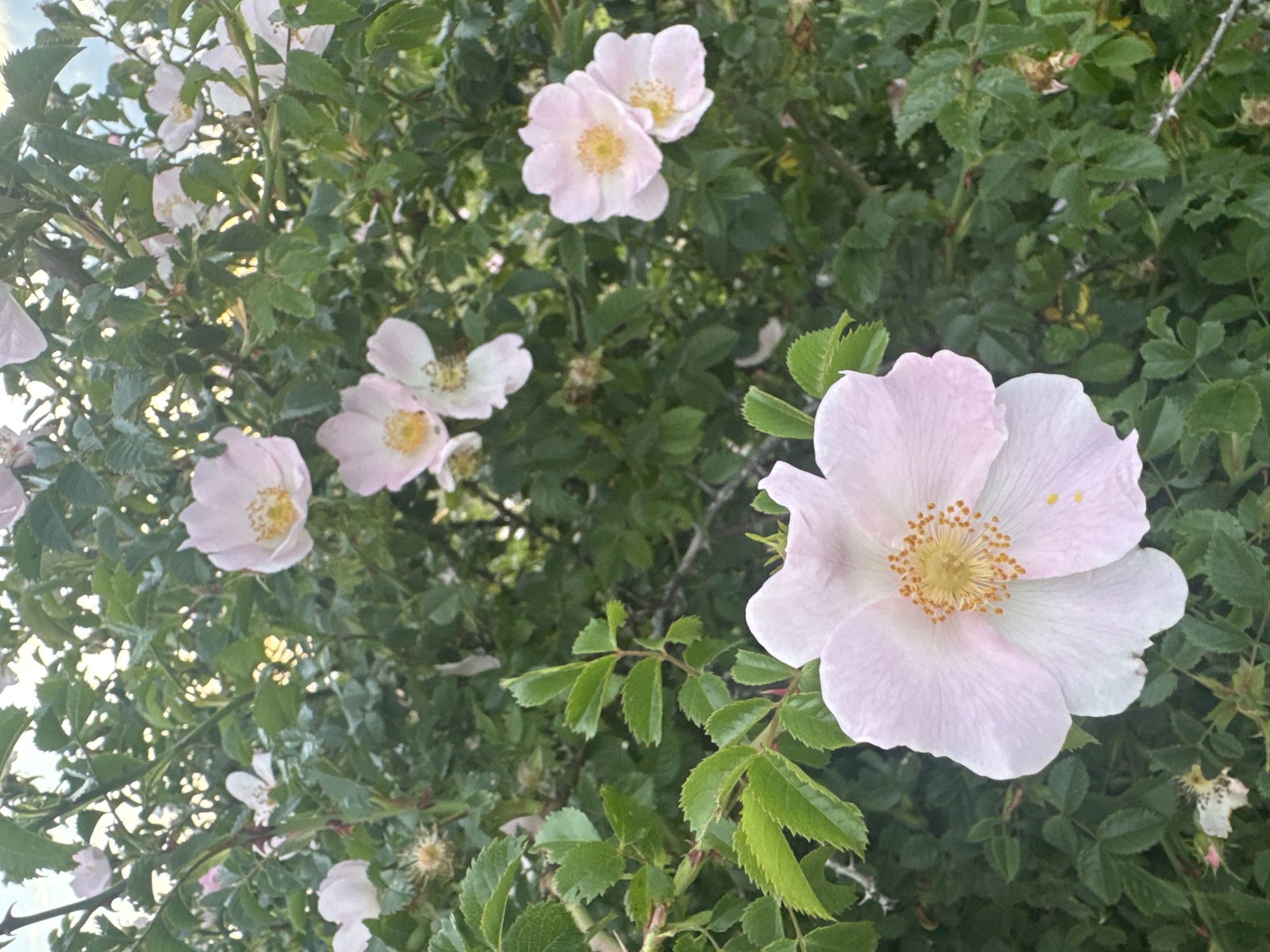 The image displays a detailed view of a densely foliated flowering bush, identified as a wild rose (Rosa canina type), located in Dragovishtitsa, Bulgaria. Multiple five-petaled flowers, predominantly light pink transitioning to white at the base of the petals, are scattered throughout the green foliage. Each flower features a prominent cluster of bright yellow stamens at its center. The leaves are compound, ovate, and have serrated margins, appearing in various shades of green, some displaying brighter highlights from ambient sunlight filtering through the canopy. Thorny stems are visible among the leaves, along with a few dried, spiky flower remnants or developing rose hips. The background consists of blurred green vegetation, indicating an outdoor natural environment. No human presence, animal life, or man-made structures are observed.