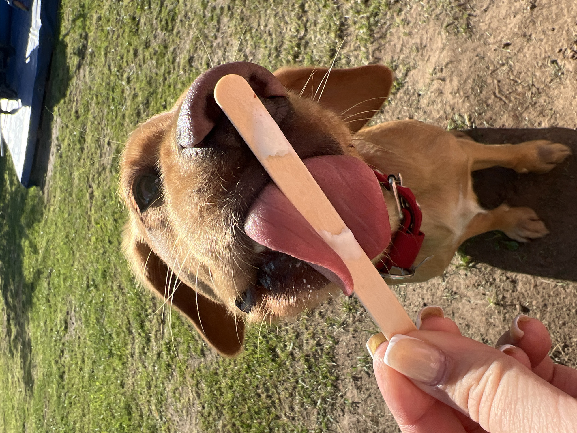A reddish-brown dog is in the process of licking a wooden popsicle stick held by a person. The dog is wearing a red collar and lying on the ground in a grassy area. The background is a mix of green grass and dirt or bare earth. The location is not identifiable as Chaikovsky, Russia based on the provided image.