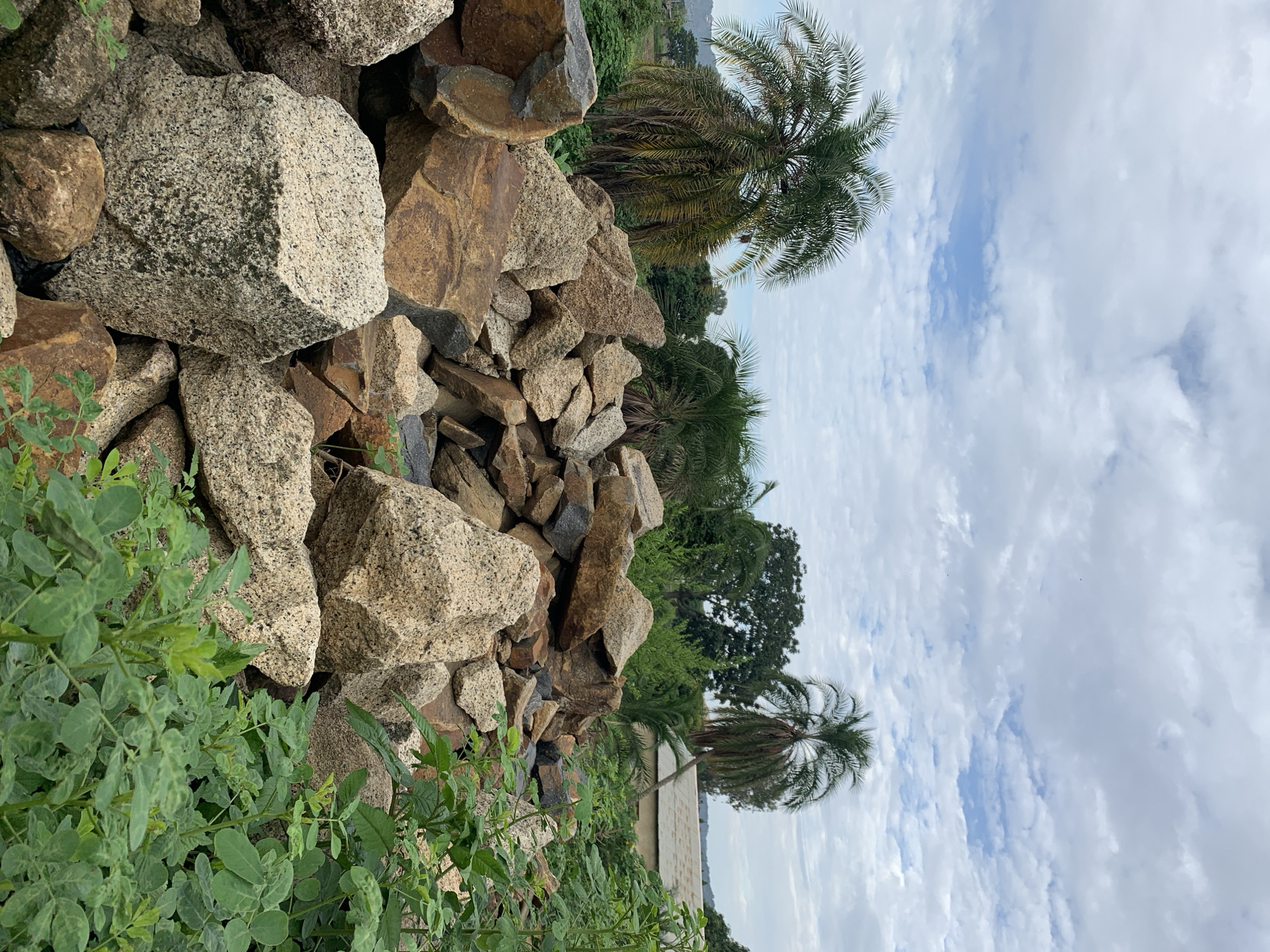 The image displays an outdoor scene in the city of Rafin Par, Nigeria. A large, irregularly shaped mound of rocks dominates the lower-middle portion of the frame. These rocks vary in size and color, exhibiting tones of light grey, beige, brown, and reddish-brown, with many displaying a speckled texture indicative of granite. Green leafy vegetation grows densely in the immediate foreground and around the rock pile, particularly concentrated on the lower right. In the background, two prominent palm trees are visible: one with fuller, slightly yellowish fronds on the left, and a taller, slender palm with green fronds on the right. Additional dense green foliage and trees are present throughout the midground and background. A low-slung building with a light-colored roof is partially visible through the trees on the far right. Distant landforms are faintly discernible on the far left horizon. The sky is largely covered by white and light-grey clouds, with intermittent patches of blue sky visible between them. No individuals or dynamic actions are depicted.