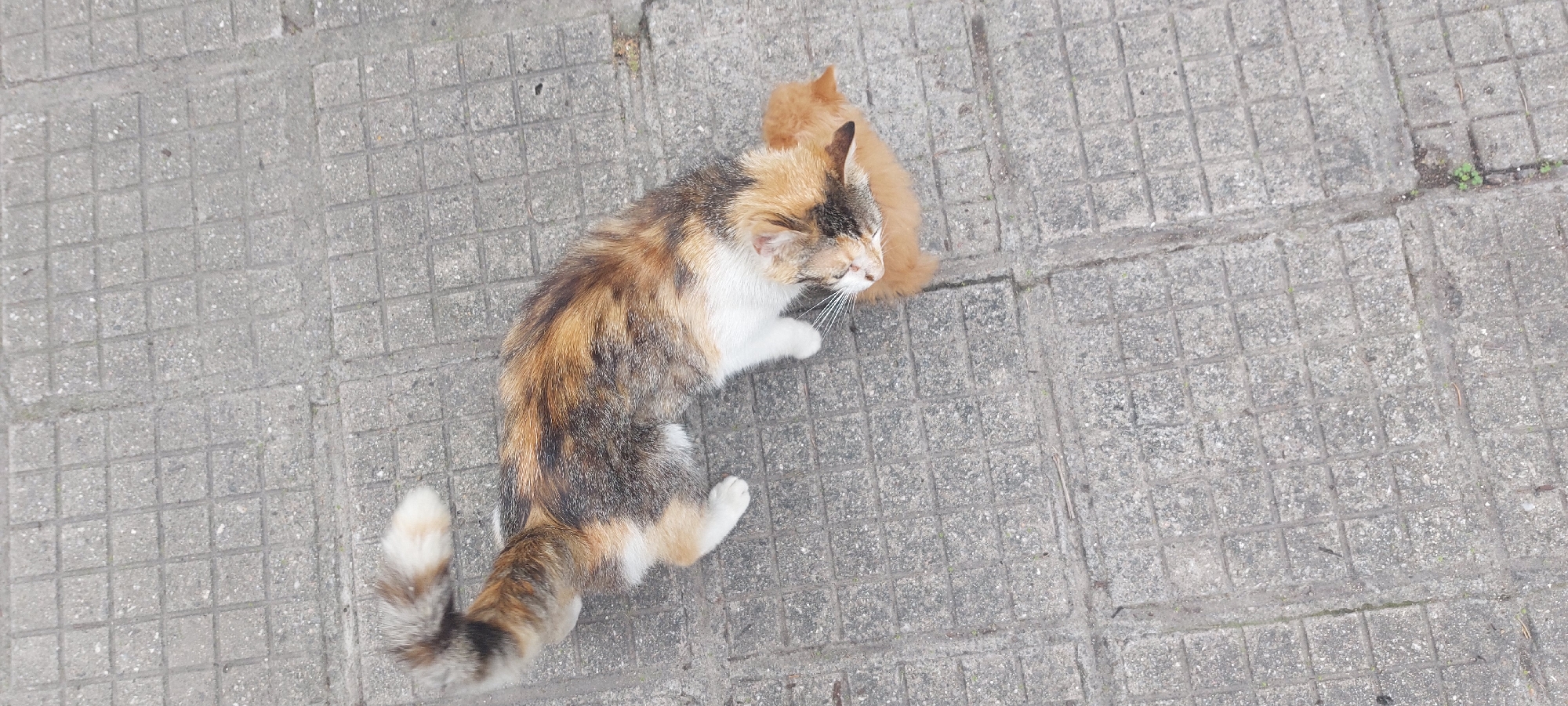 The image, captured in Yagodovo, Bulgaria, displays two cats resting peacefully on a grey concrete pavement. The larger cat is an adult calico with distinctive tricolor fur, featuring prominent patches of white, black/dark grey, and orange/light brown. It is seen lying down with its eyes closed or squinted, conveying a sense of deep relaxation or sleep. Closely nestled behind or beside the adult cat is a smaller, solid ginger-colored kitten, also appearing to be at rest.
The setting is outdoors, on a paved surface characterized by a square grid pattern, typical of a sidewalk or pedestrian area. Natural daylight illuminates the scene, suggesting daytime with soft, ambient light rather than harsh direct sunlight. Small green weeds and minor debris are visible in the cracks between the concrete slabs, indicating an area with some natural growth within the urban environment. The overall mood of the image is calm and serene, with both felines appearing comfortable and untroubled. No visible text is present in the photograph.
