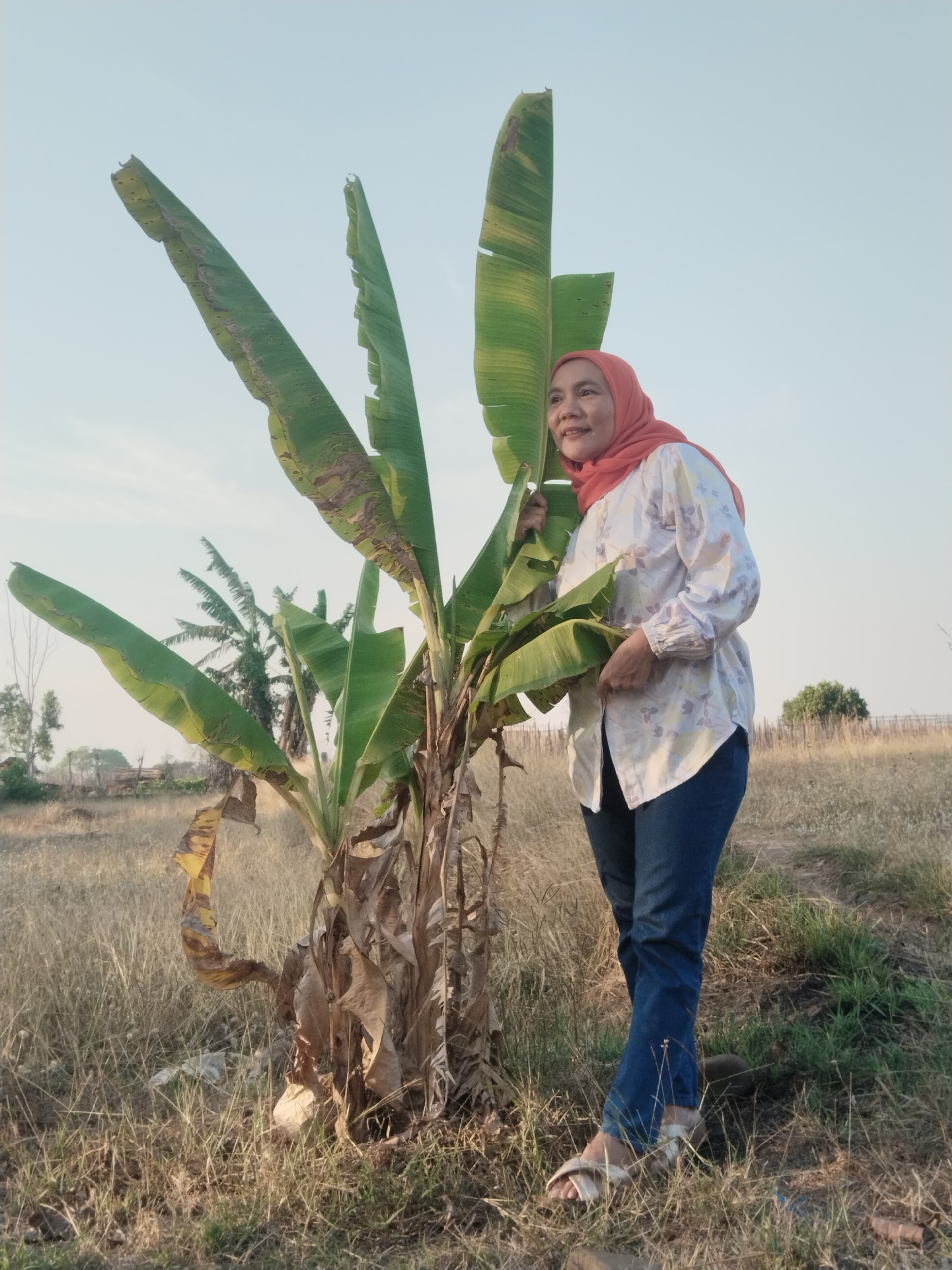 In Kaliwungu, Indonesia, a woman wearing a coral-colored hijab and a light-colored floral print blouse stands outdoors in a field of dry grass next to a banana tree. She is looking to her right, with a slight smile on her face. Her left hand rests on one of the banana tree's large leaves, and her right hand is slightly bent at the elbow, holding onto the fabric of her blouse. She is wearing blue denim jeans and light-colored sandals. The banana tree has large, green leaves, some of which are torn and brown at the edges, and its trunk is composed of dried leaves. The background shows a clear sky with subtle wispy clouds, a few scattered trees, and a fence in the distance. The overall scene suggests an outdoor environment, possibly a rural or semi-rural area.