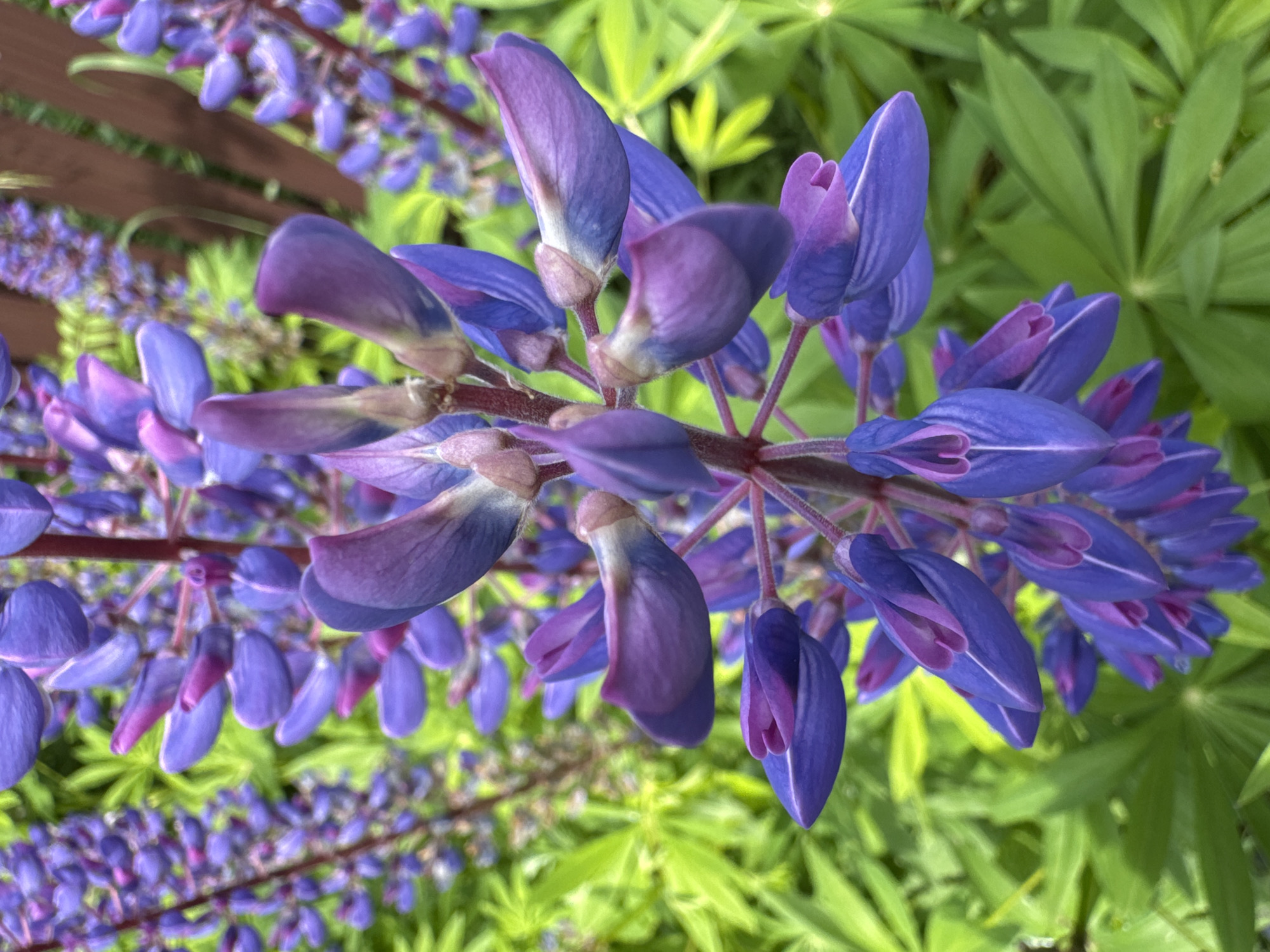 In Steklyannyi, Russia, a close-up photograph captures a cluster of purple lupine flowers in bloom. The flowers, with their vibrant violet and pink hues, are the primary subject, arranged vertically on their stems. Lush green foliage forms the background, creating a natural, garden-like setting. A hint of a wooden fence is visible in the upper right corner, suggesting the flowers are growing near a boundary. The lighting is natural, illuminating the delicate details of the petals and leaves.