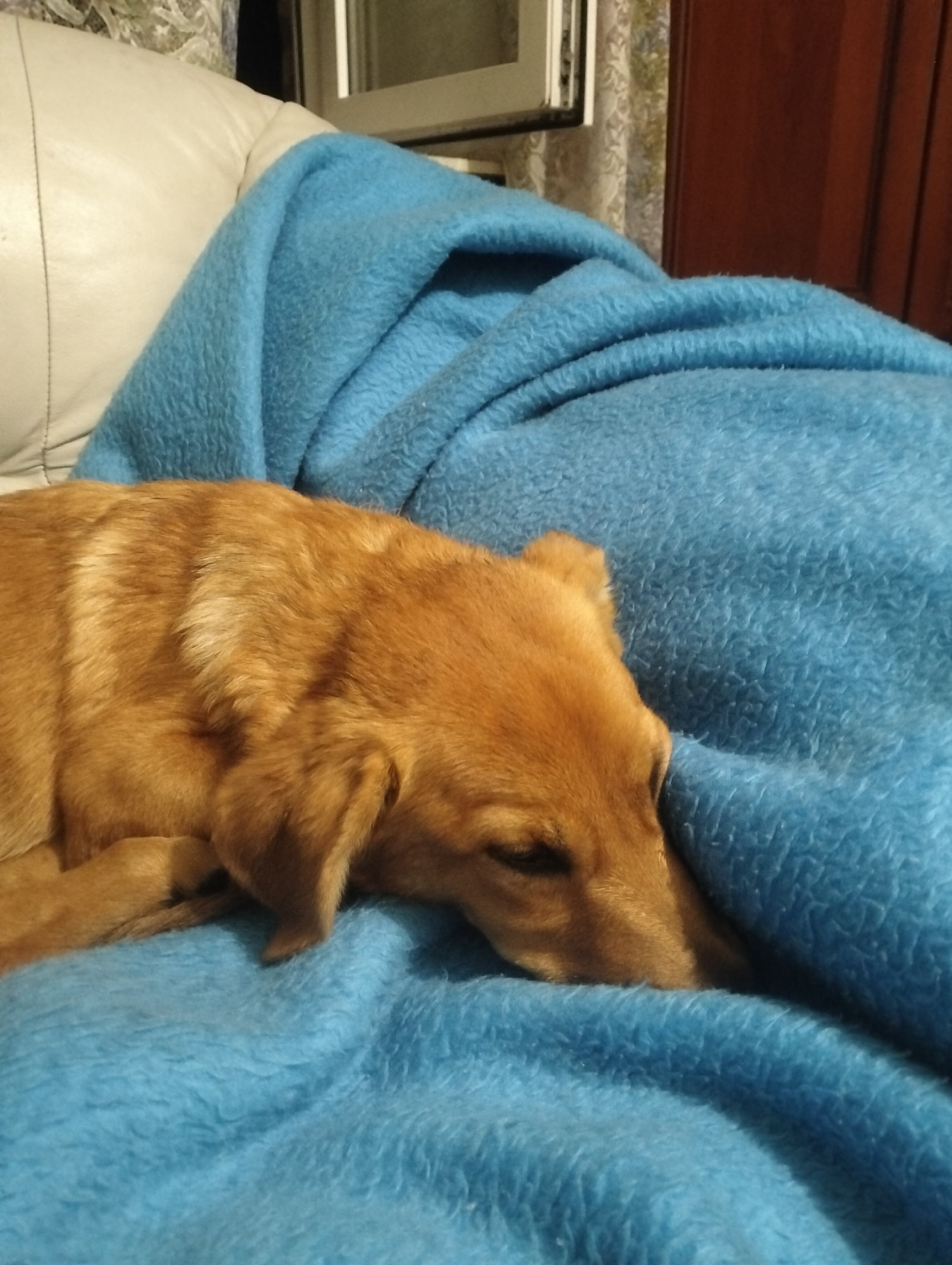 An amber-colored dog sleeps soundly on a soft, blue blanket. The dog's head is resting on the blanket, with its eyes closed. The dog's body is mostly covered by the blanket, with only its back and part of its tail visible. The background of the image is out of focus, but it appears to be an indoor setting. The scene is peaceful and serene, conveying a sense of comfort and relaxation for the animal. The photograph is likely taken in Hostomel, Ukraine, given the context provided, depicting a common domestic scene in a residential area.