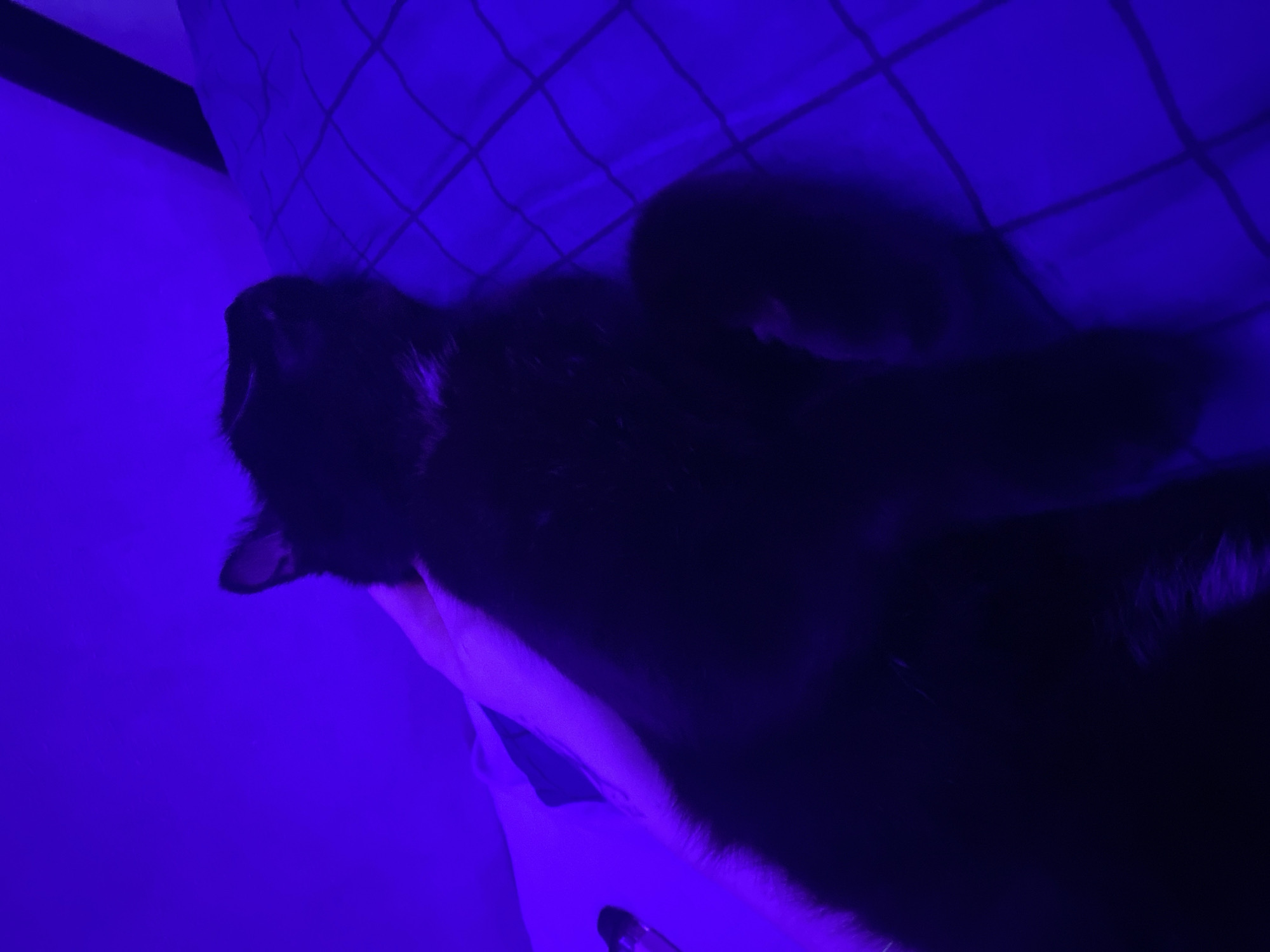 A black cat lies on its back on a bed with a checkered pattern. An arm rests on the cat's belly. The scene is bathed in blue light. There is no discernible indication that this image was taken in Izhevsk, Russia.
