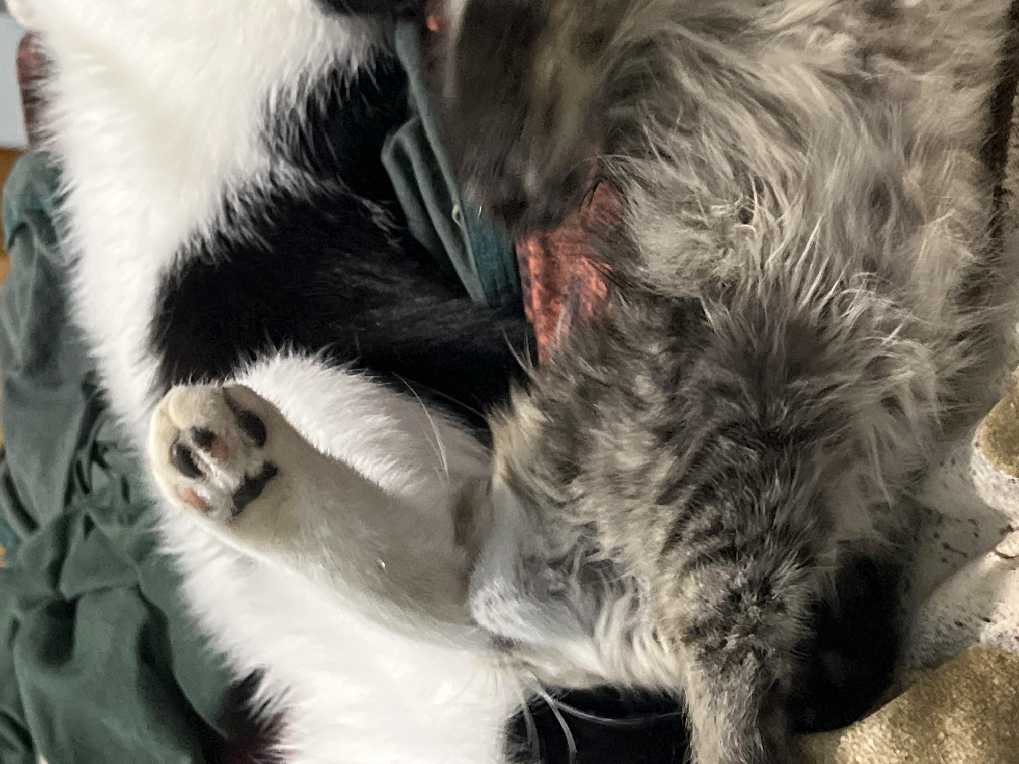 The image shows a close-up of two cats lying on a soft surface, possibly a bed or sofa, with blankets draped around them. The cats appear to be domestic shorthair and longhair breeds. One cat is black and white, with its fur partially visible in the upper right of the frame. The other cat is a tabby with gray and brown markings, and its body occupies the lower and central portions of the image. The tabby cat's paw, with pink pads and black toes, is extended upwards in the center left of the frame. One of the cats has a patch of red material or skin visible on its underside, near the center of the image. The lighting suggests an indoor environment, likely with natural or ambient light. There are no discernible features indicating a specific location in Smolenskaya, Russia.