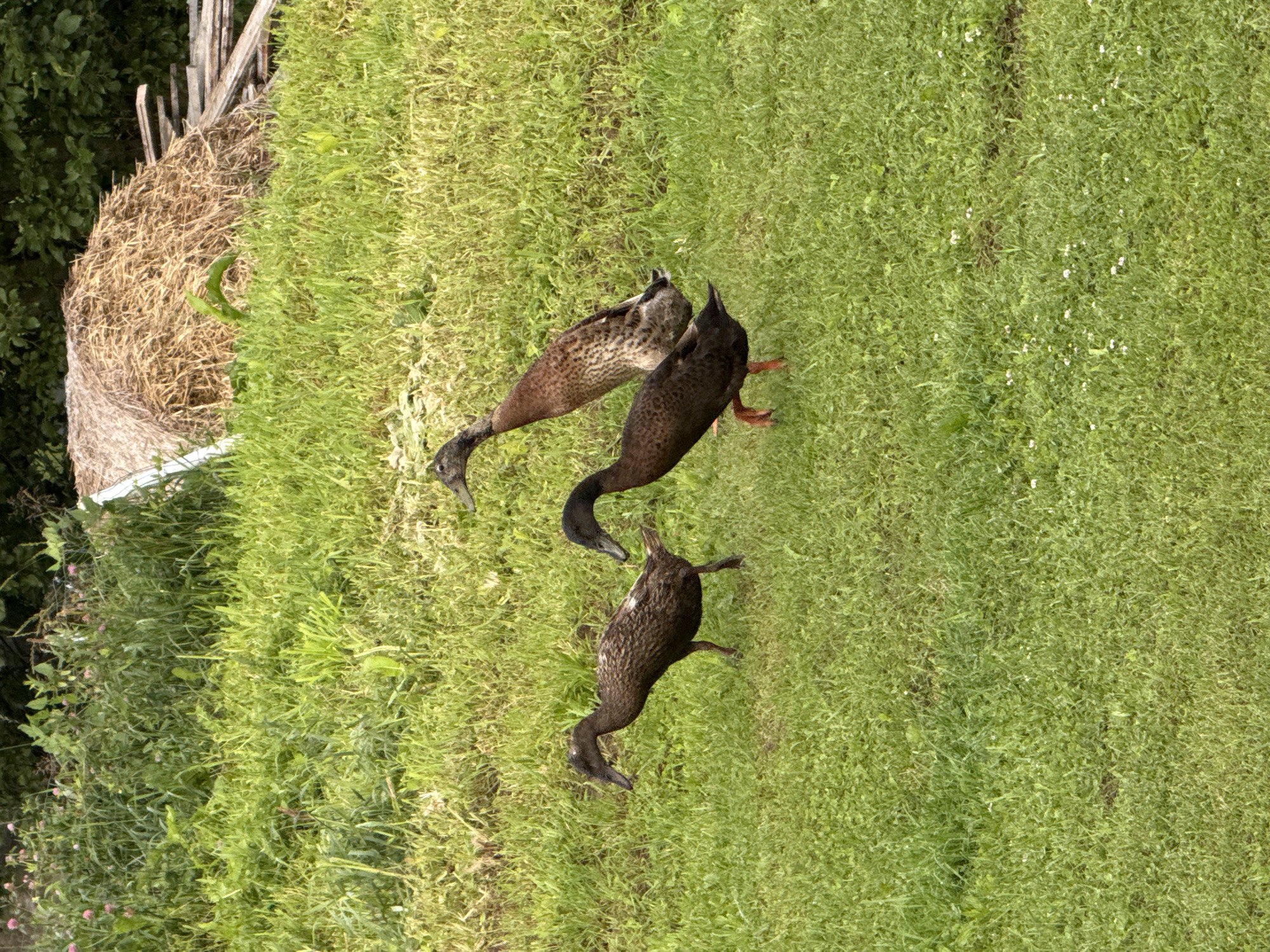 Three ducks are walking on a grassy field in Galinė, Lithuania. The ducks are brown and appear to be Indian Runner ducks, known for their upright posture. In the background, there is a large bale of hay and some wooden planks, suggesting a rural or farm setting. The field is covered in green grass with some small white flowers. The overall scene is one of a peaceful countryside setting.