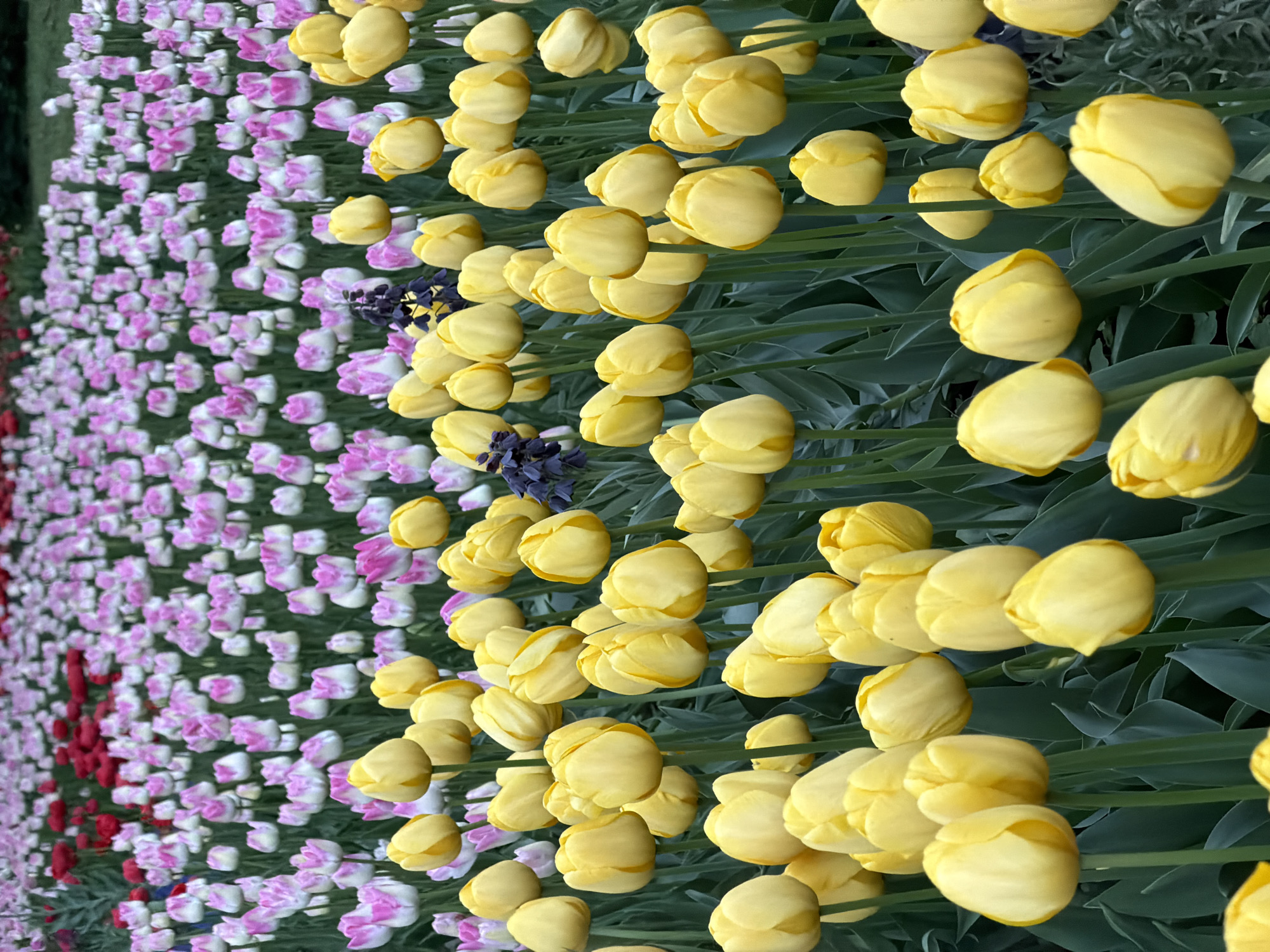 The image shows a field of tulips in what appears to be a garden. The tulips are planted in rows, with yellow tulips dominating the foreground and pink and white tulips in the background. A few red tulips are visible at the far left. There are also a few blue flowers mixed among the tulips. The flowers are in full bloom, suggesting springtime. Given the presence of tulips, this scene could be in a park setting. Given the instruction to specify the city of Saint Petersburg, Russia, the location is likely one of its famous gardens, such as the Summer Garden or the Botanical Garden.