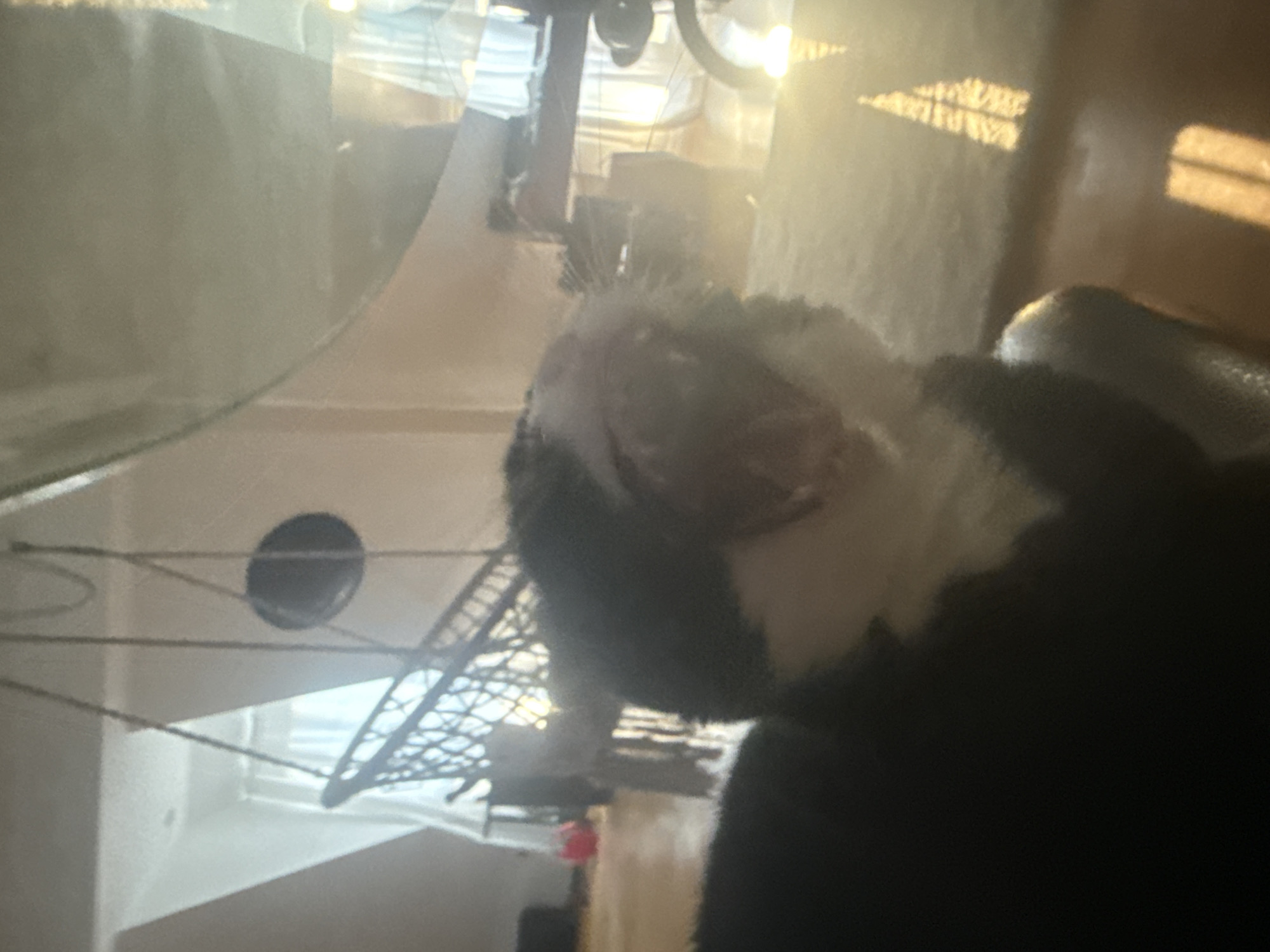 The image shows a black and white cat indoors, with its mouth open. The cat is in the foreground, partially obscuring the background. The background appears to be a living room with a hanging chair, curtains, and furniture. There are reflections on a glass surface in the foreground. There is no visible indication that this scene is located in Berlin, Germany.