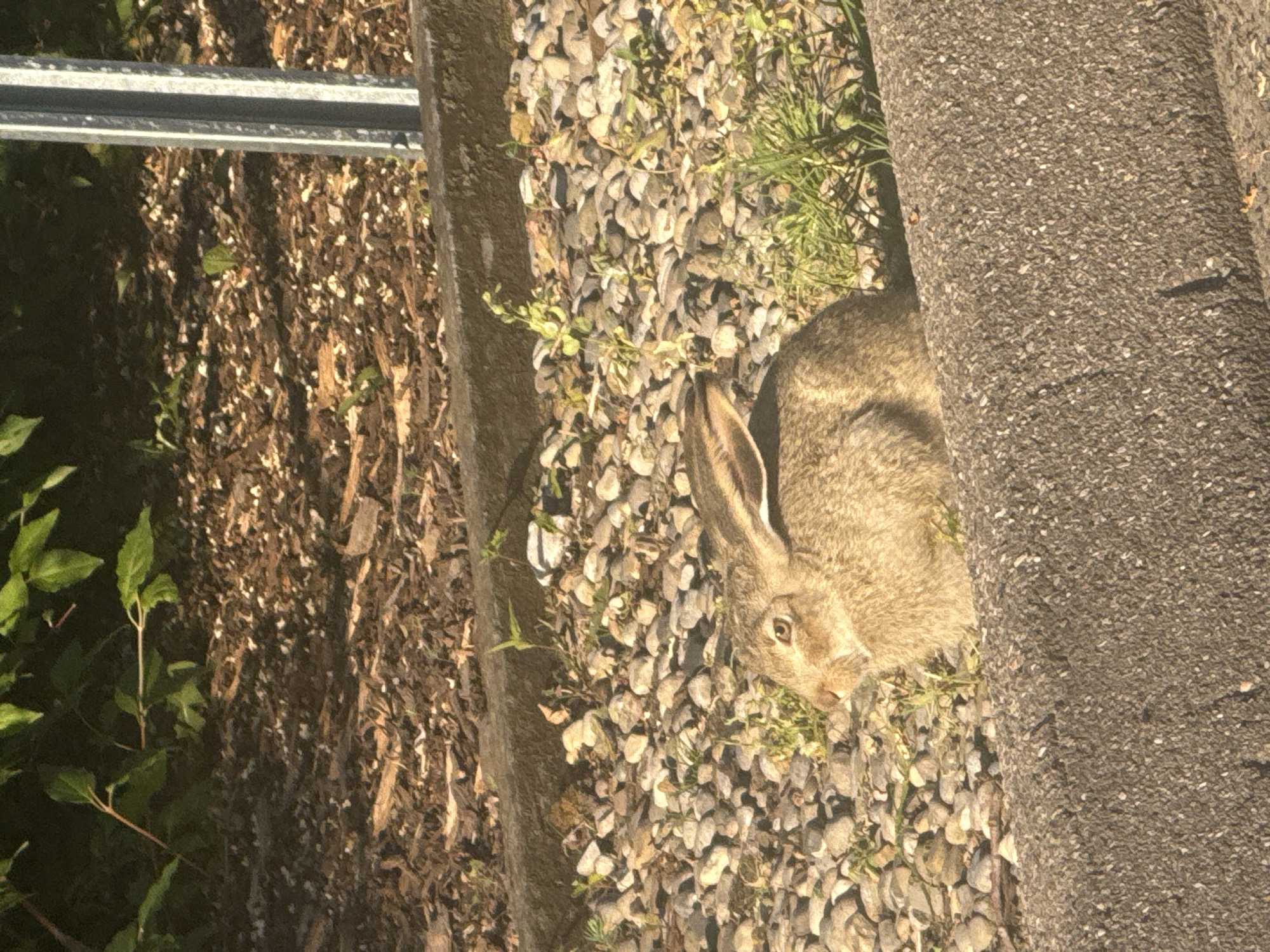 A wild rabbit is shown in profile, facing left, sitting amongst small rocks and sparse green vegetation. The rabbit has brown fur and large ears. It is positioned on a gravelly area bordered by a concrete curb in the foreground. Behind the rabbit, there is a darker area covered with wood chips and some green foliage. A metal pole is visible on the right side of the image. The lighting suggests it is daytime, possibly late afternoon due to the warm tones. The scene appears to be an outdoor environment.