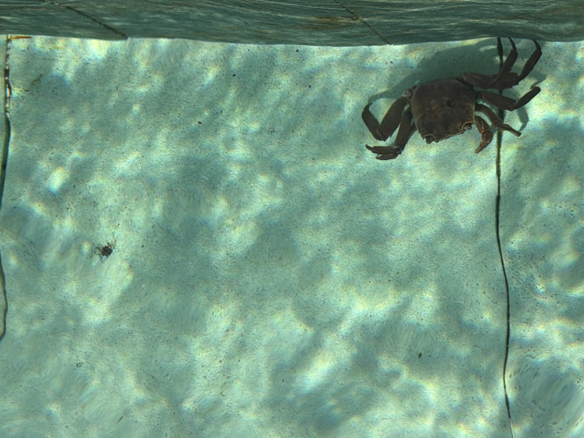 The image displays an underwater scene within a pool or containment structure in Belalang, Indonesia. A dark brown or grey crab is situated in the lower right section, positioned against a submerged, textured vertical wall. The clear, light teal water exhibits undulating light refractions on the light-colored, granular bottom surface. A thin, dark horizontal line, consistent with a crack or seam, traverses the bottom surface in the lower-middle. A small, dark, irregular object is visible in the upper-middle left on the bottom. No human subjects are present.