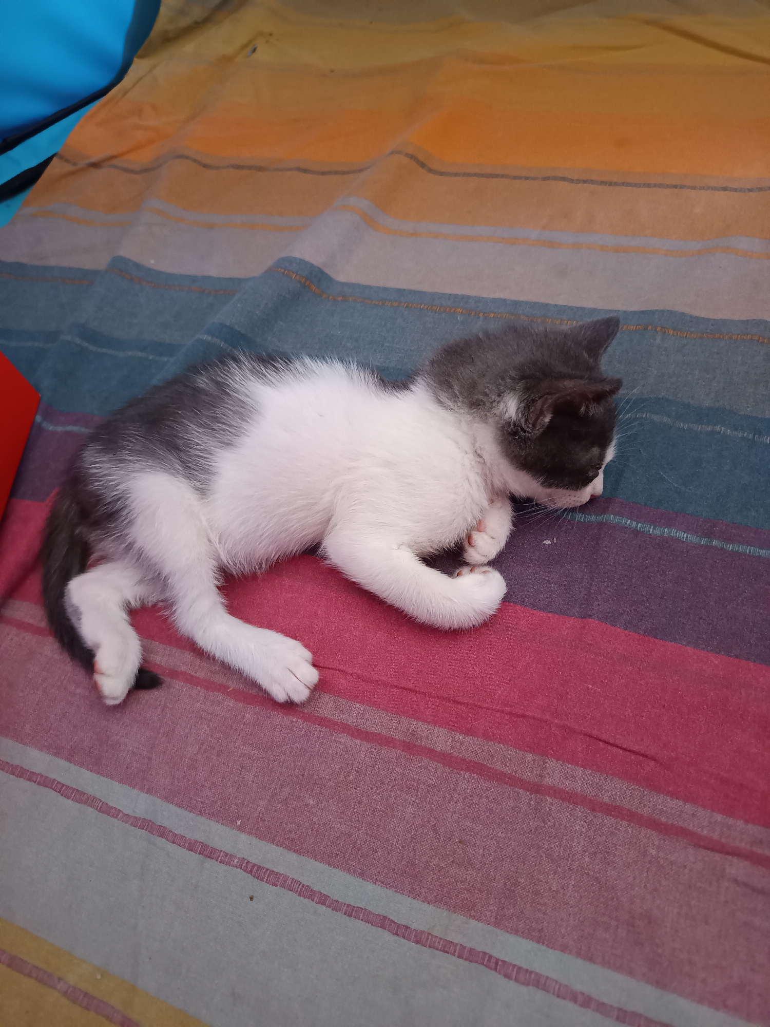 A black and white kitten sleeps on a striped blanket. The blanket has horizontal stripes of orange, yellow, blue, pink, and white. The kitten is curled up on its side, with its head resting on its paws. It has white fur on its chest, belly, and paws, and black and white fur on its back and tail. Its eyes are closed. The scene appears to be indoors, possibly on a bed or sofa. No specific location in Roseto degli Abruzzi, Italy, can be determined from the image.