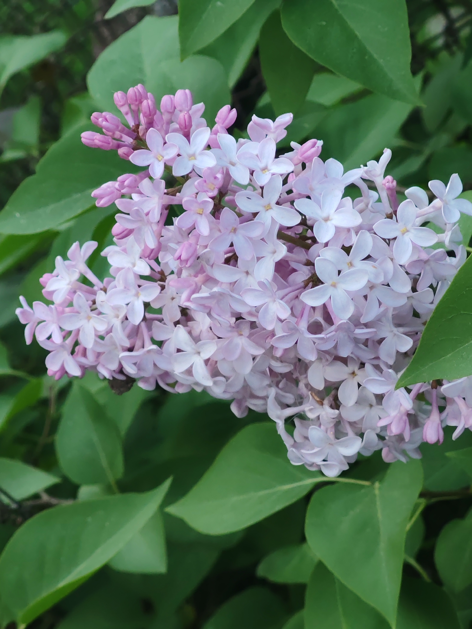 A close-up shot reveals a cluster of light purple lilac blossoms surrounded by green leaves. The blossoms range from closed buds to fully open flowers, displaying a five-petaled shape. The background consists of more green foliage, suggesting an outdoor setting. Location: Unknown, Unknown.