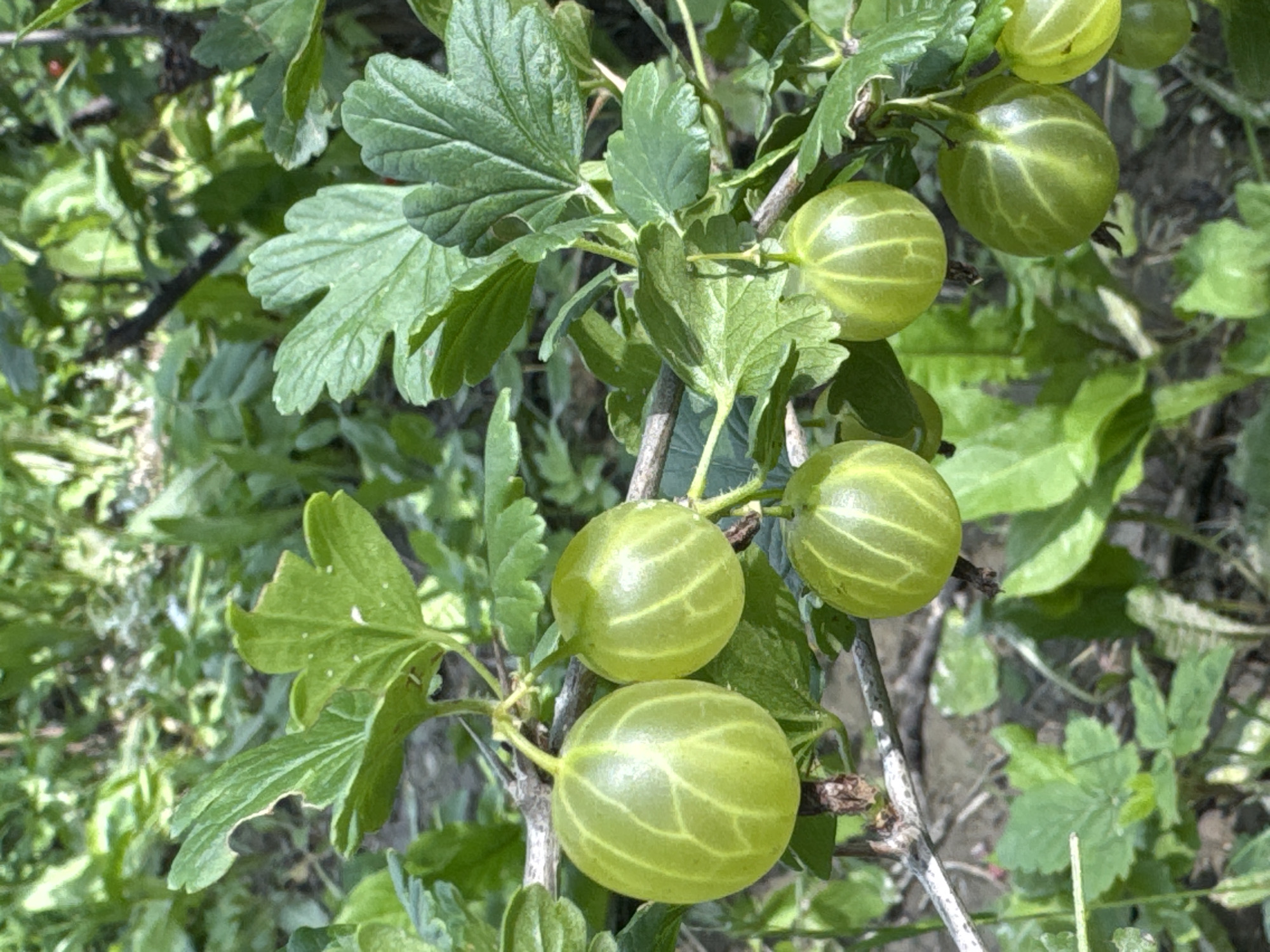 A close-up shot captures a branch of a gooseberry bush laden with ripening green berries. The berries, which vary in size and are translucent, exhibit faint, darker veins radiating from their tops. They hang from thin stems, interspersed with broad, serrated green leaves. The background is a blur of green foliage and dark soil, suggesting an outdoor, natural setting, possibly a garden or park. There are no people or any discernible urban elements visible in the image. The location of Koklaisai, Kazakhstan, is not visually represented in the photograph.