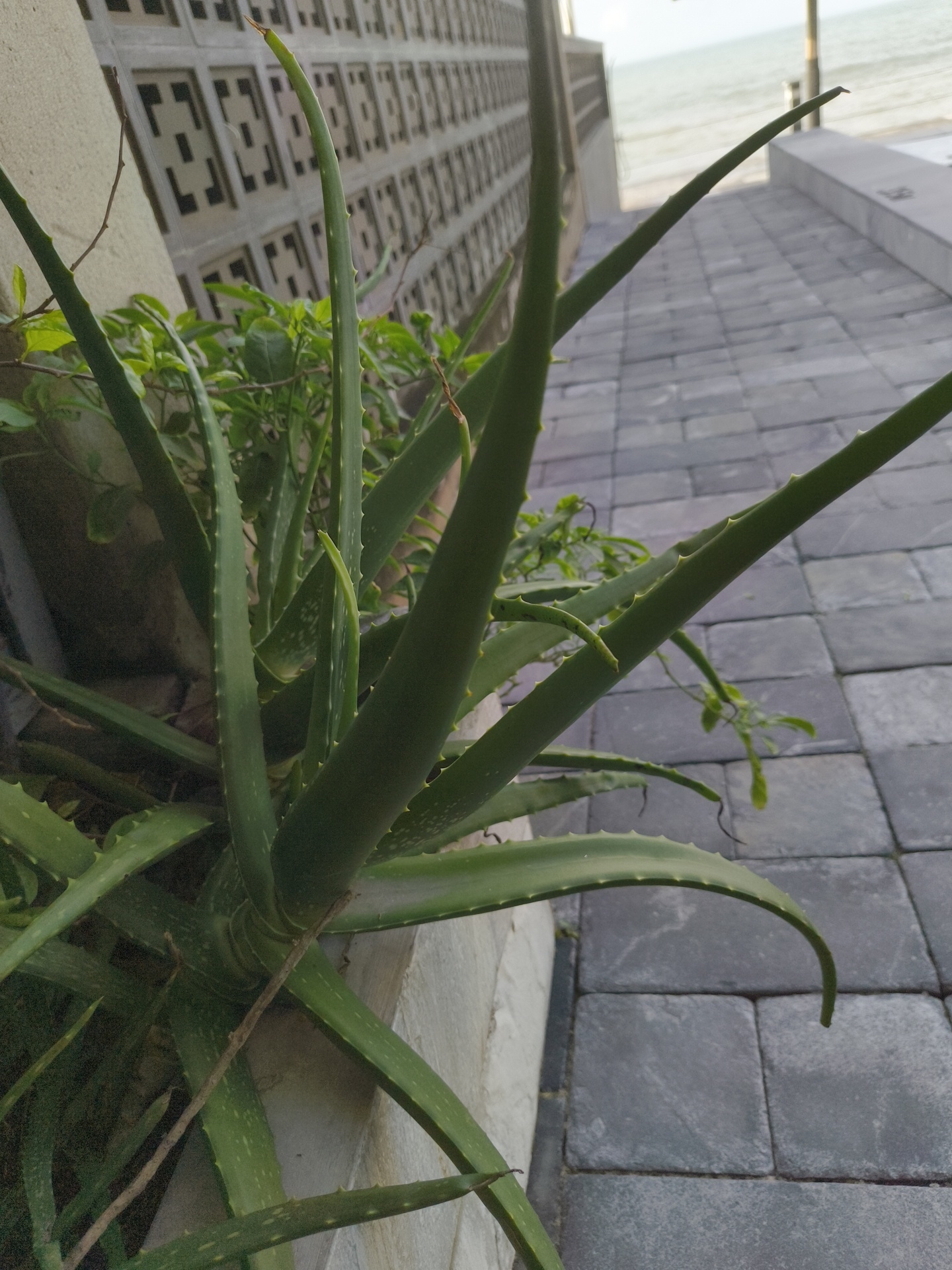 The image displays an aloe vera plant in the foreground, its thick, green leaves extending outwards. The plant is positioned next to a textured concrete wall with a repeating geometric pattern, suggestive of a decorative screen or facade. Behind the wall, a paved walkway composed of dark gray rectangular stones leads towards a body of water, likely the sea, under a hazy sky. The environment appears to be an outdoor urban or resort setting, potentially in Phu Thuy Ward, Vietnam, given the architectural style and proximity to the coast. No people are visible in the frame.