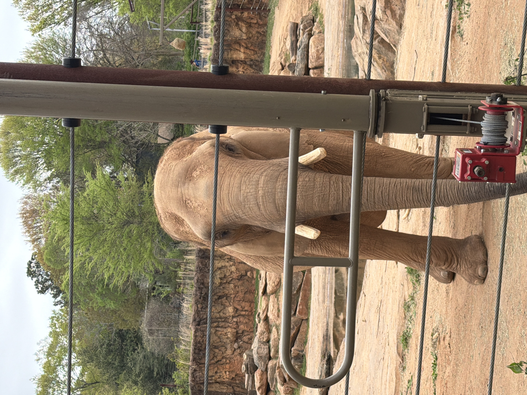 The image shows an elephant behind a protective barrier at what appears to be a zoo enclosure. The elephant is a light brown color, with visible wrinkles and textured skin. Its tusks are visible, and it is facing the camera. The barrier consists of metal bars, some of which are thick pipes, and a metal cable system with a red winch. The background includes a rocky terrain, trees with green foliage, and what appears to be another part of the zoo enclosure. The photograph was taken at the Atlanta Zoo.