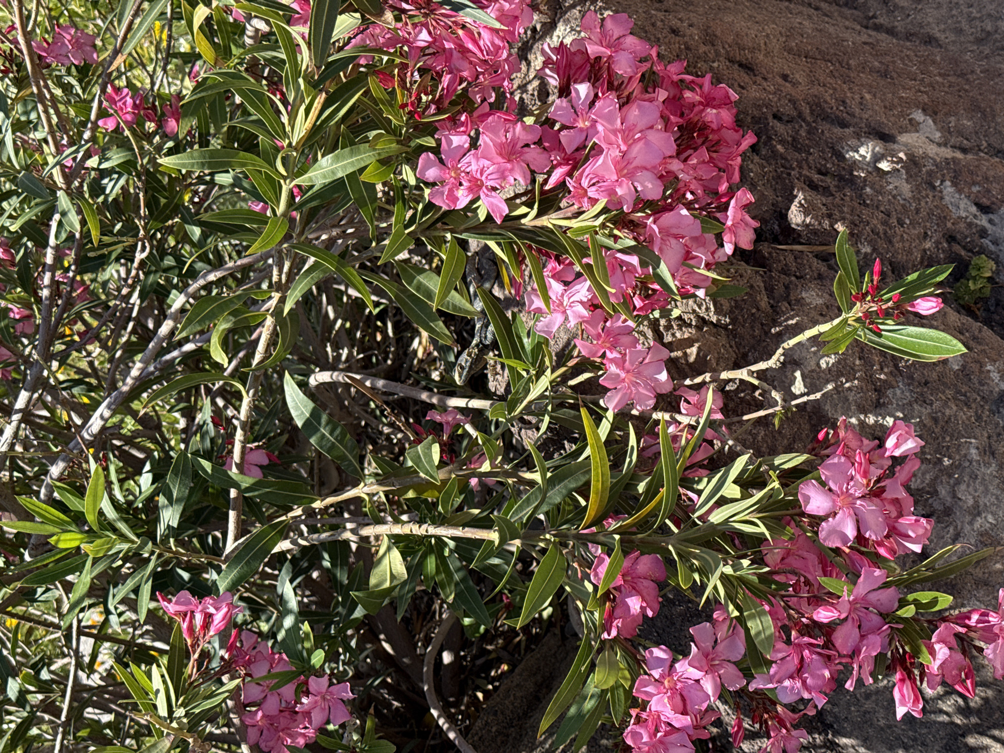 The image shows a flowering bush with pink blossoms growing beside a rock wall, likely in Kos, Greece. The bush is dense with green, lance-shaped leaves and multiple branches of bright pink flowers in various stages of bloom. The rock wall is gray-brown in color. The scene is well-lit. No people or animals are visible.