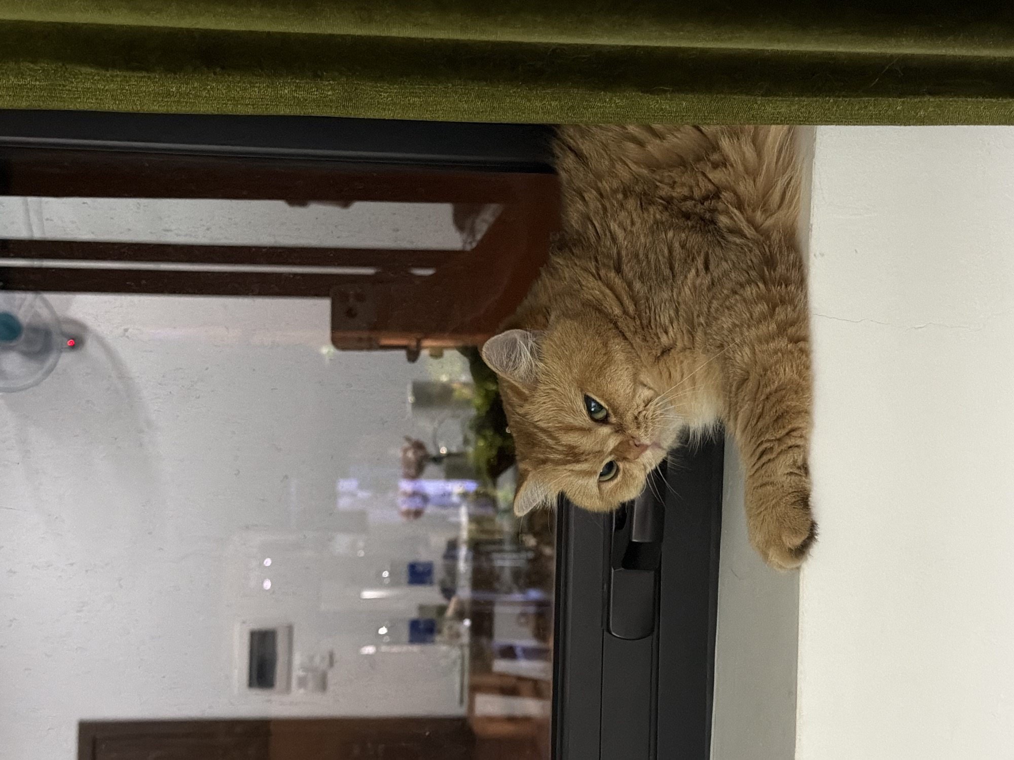 The image shows a ginger cat hanging upside down from a surface, possibly a window frame or a shelf. The cat is looking directly at the camera with its head tilted, its green eyes wide open. Its fur is fluffy and a warm ginger color.
The setting appears to be indoors, with a dark frame and a white wall visible. Through the glass, a reflection of another room can be seen, with shelves and objects that suggest a domestic environment. The top of the image is partially obscured by a dark green, textured fabric, possibly a curtain or upholstery. The lighting suggests it might be daytime, as there is natural light reflecting through the window, but the room itself appears dimly lit.
The cat's posture and expression give it a curious and playful feel, as if it's peeking or playing a game. The image is taken from a slightly low angle, emphasizing the cat's upside-down position. No people are visible in the image, and there is no visible text. The location context provided indicates Đà Nẵng, Vietnam.
