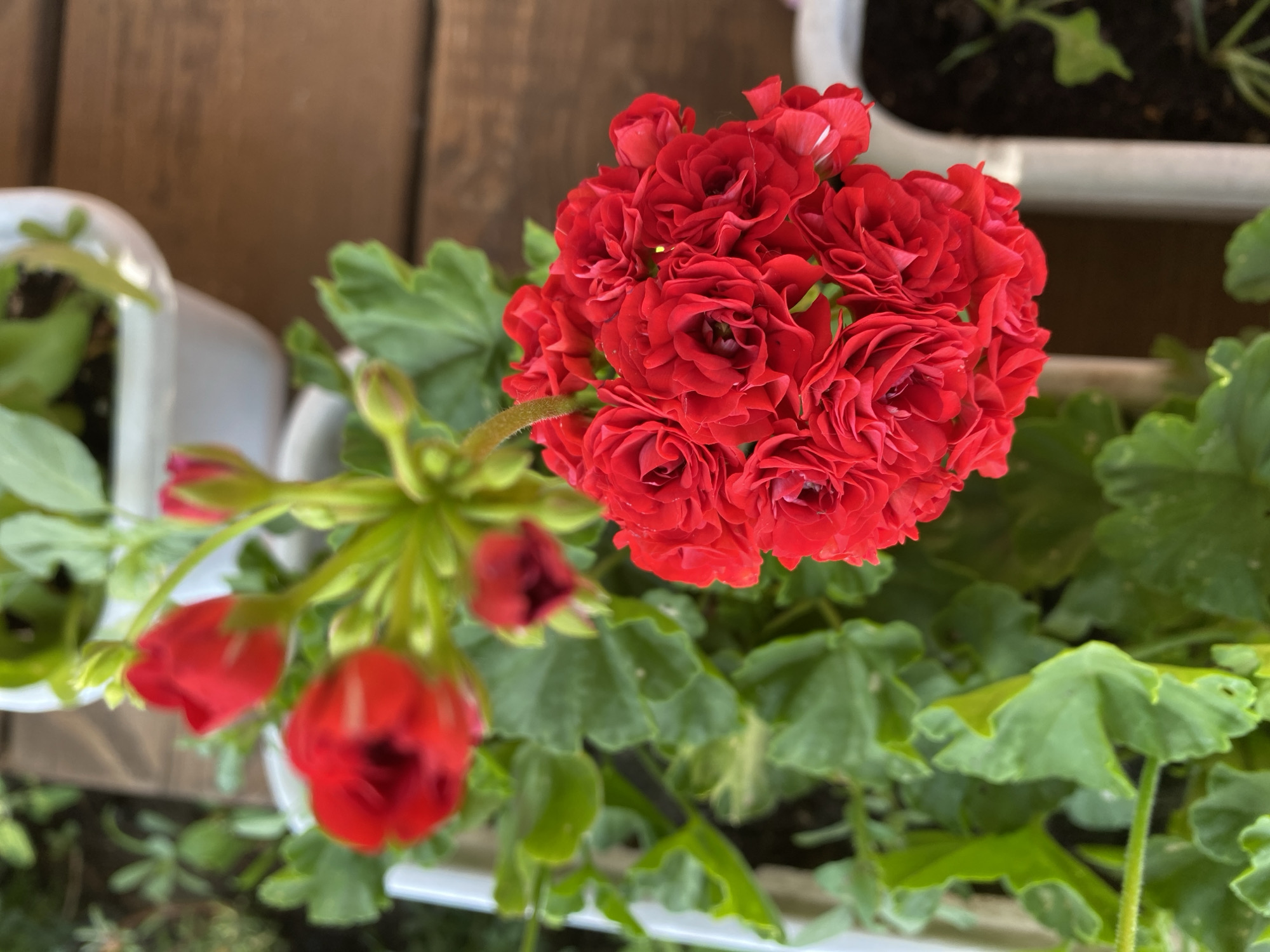 The image depicts a close-up, top-down view of vibrant red geranium flowers blooming in white planters. The flowers are dense and clustered, with many petals forming a full, rounded shape. Lush green leaves surround the blossoms, some with serrated edges. The planters are placed on a wooden deck, indicated by the textured brown planks in the background. The lighting suggests an outdoor setting, possibly a garden or patio. The image is taken from a slightly elevated perspective. There is no visible evidence of people or any other living beings in the scene. The location is specified as Besplemyanovskii, Russia, though there are no specific landmarks or contextual clues within the image to confirm this. The focus is on the natural beauty of the flowers and their immediate surroundings.