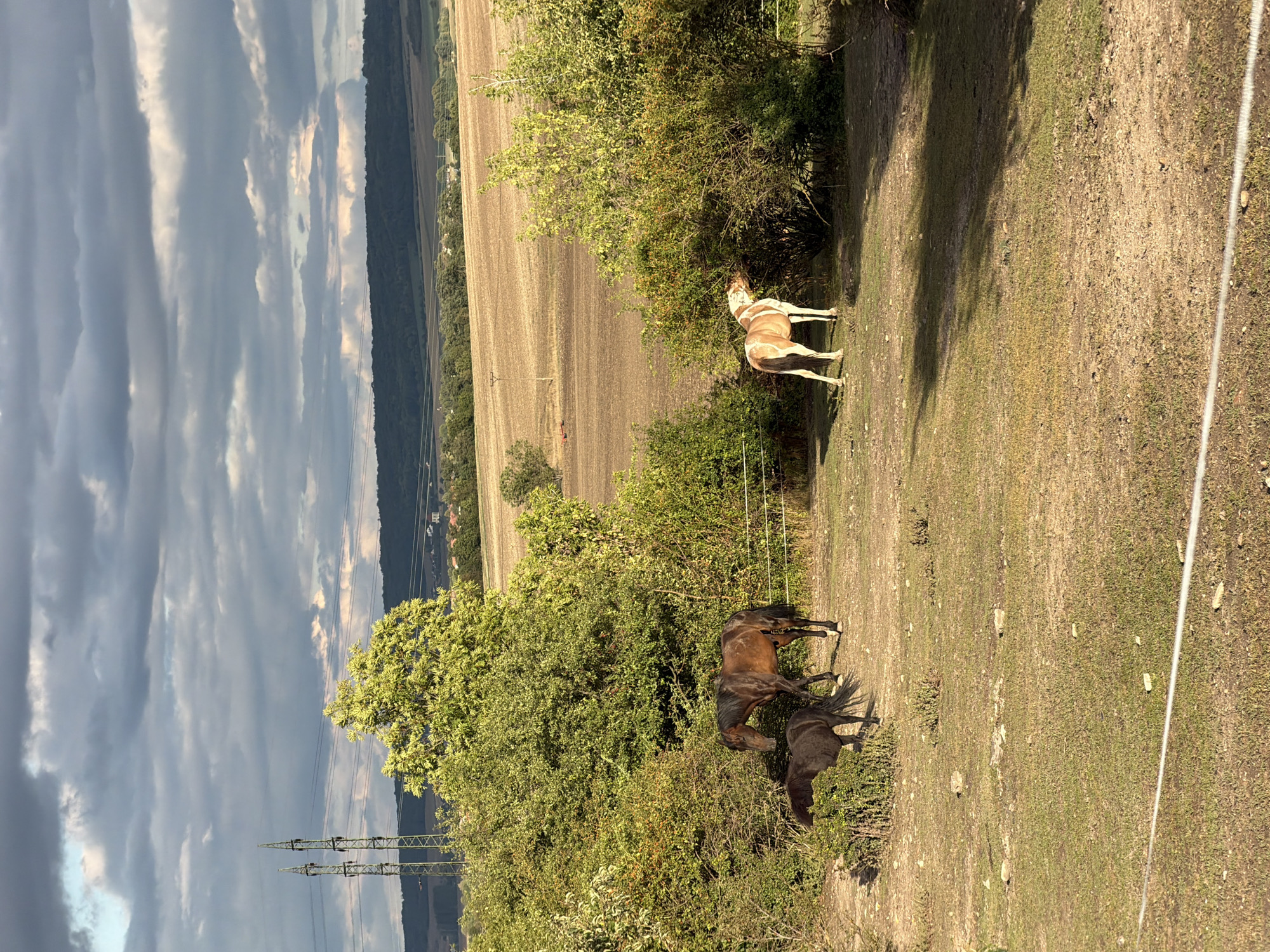 The image depicts a pastoral landscape under a dramatic, cloudy sky, with two horses visible in the foreground. The scene appears to be located in or around Černčice, Czechia, suggested by the presence of agricultural fields, a distant treeline, and power line towers that are typical of the region.

The left side of the image features a dark brown horse and a smaller, darker horse grazing near dense green bushes. To the right, a lighter-colored horse with a tan and white coat is also grazing on vegetation. The ground is a mix of dry grass and soil, with scattered stones. A thin white wire fence runs across the lower portion of the frame.

In the background, rolling fields of brown earth stretch towards a dark green forest that forms a horizon line. The sky is filled with heavy, gray clouds, with patches of lighter sky suggesting diffused sunlight breaking through. Two tall, lattice-style power line towers are visible on the far left, rising above the trees. The overall impression is one of rural tranquility, with the horses as the central subjects within a natural, agrarian setting.