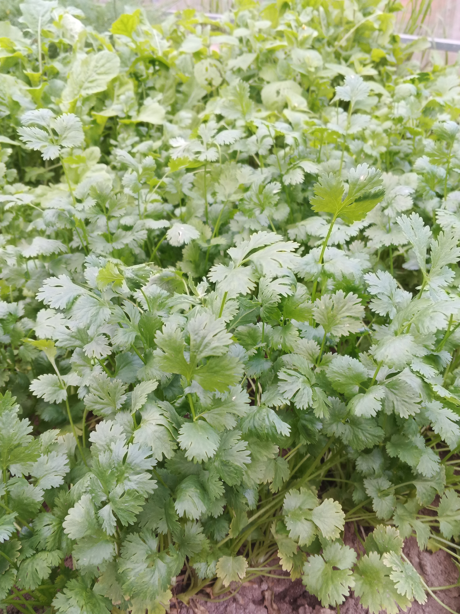 The image displays a dense planting of cilantro plants in an outdoor garden. The cilantro leaves are a vibrant green, with a feathery, lobed appearance. The plants are closely spaced, creating a carpet of foliage that fills the frame from the foreground to the background. The soil beneath the plants is visible in the lower portion of the image, appearing as dark brown earth. In the upper right corner, a blurred wooden fence or structure can be seen, indicating the boundary of the garden. The overall impression is of a healthy, thriving patch of herbs. No people, animals, or specific city landmarks are identifiable in the image. The location is described as Suvorov, Russia, but this information cannot be visually verified from the provided image.