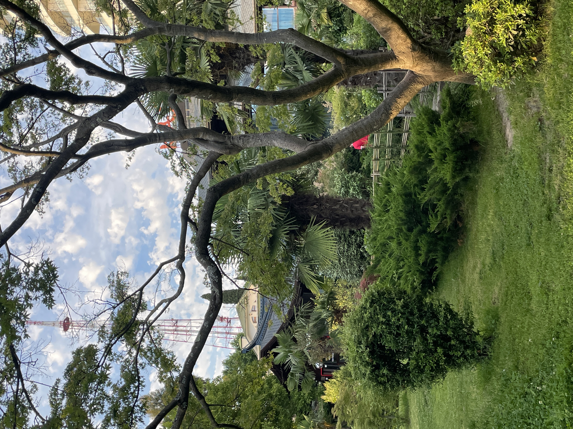 In the city of Sochi, Russia, a scene unfolds within a park-like setting. The foreground is dominated by a large, gnarled tree with a thick trunk and sprawling branches, its leaves dappled with sunlight. To the left, a meticulously trimmed, dark green bush stands on a lush green lawn. Further back, a bamboo fence creates a pathway, separating a dense area of green shrubbery and palm trees from the lawn. Behind the foliage, hints of architecture are visible: a building with a distinctive curved roof, possibly a traditional East Asian design, topped with a green tiled section, and a taller, modern building with balconies in the background. A tall, red and white lattice tower, likely a telecommunications mast, rises above the trees against a sky filled with white, fluffy clouds. A person in a bright red shirt is partially visible near the bamboo fence, suggesting activity within the park. The overall impression is one of a tranquil, well-maintained outdoor space, blending natural elements with architectural features.