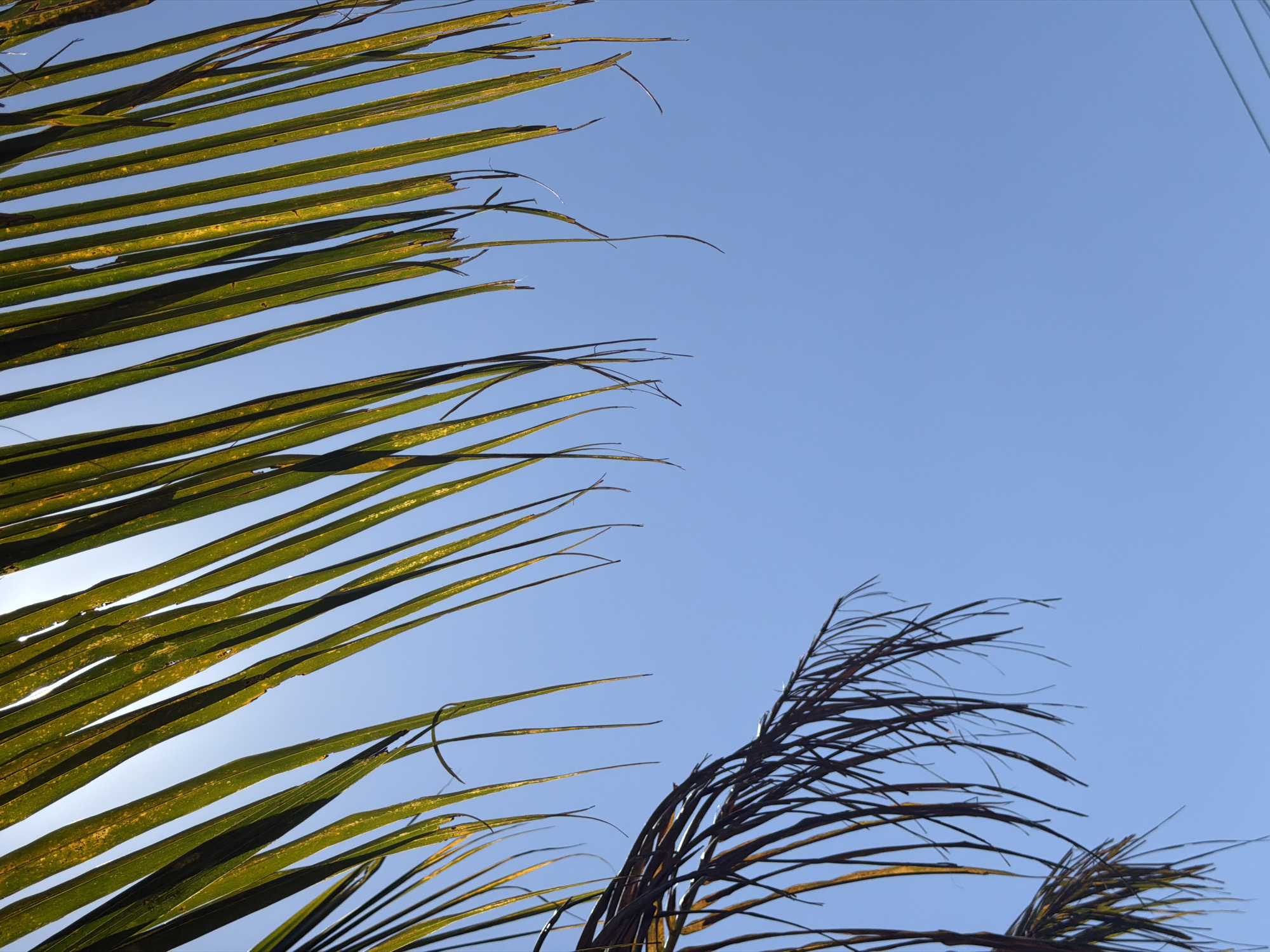 A low-angle shot captures a clear blue sky as the background for the fronds of two palm trees. The fronds of the tree in the foreground on the left are dark brown and wispy, appearing dry and dead. The fronds of the other palm tree, positioned at the top of the frame, are a vibrant green and are backlit by the sun, which is not directly visible but creates a bright halo effect behind the leaves. The image was taken outdoors, likely in a tropical or subtropical climate, consistent with the location of Kubu, Indonesia. There are no people or any explicit human activity depicted in the image. The focus is on the natural elements of the palm fronds against the sky.